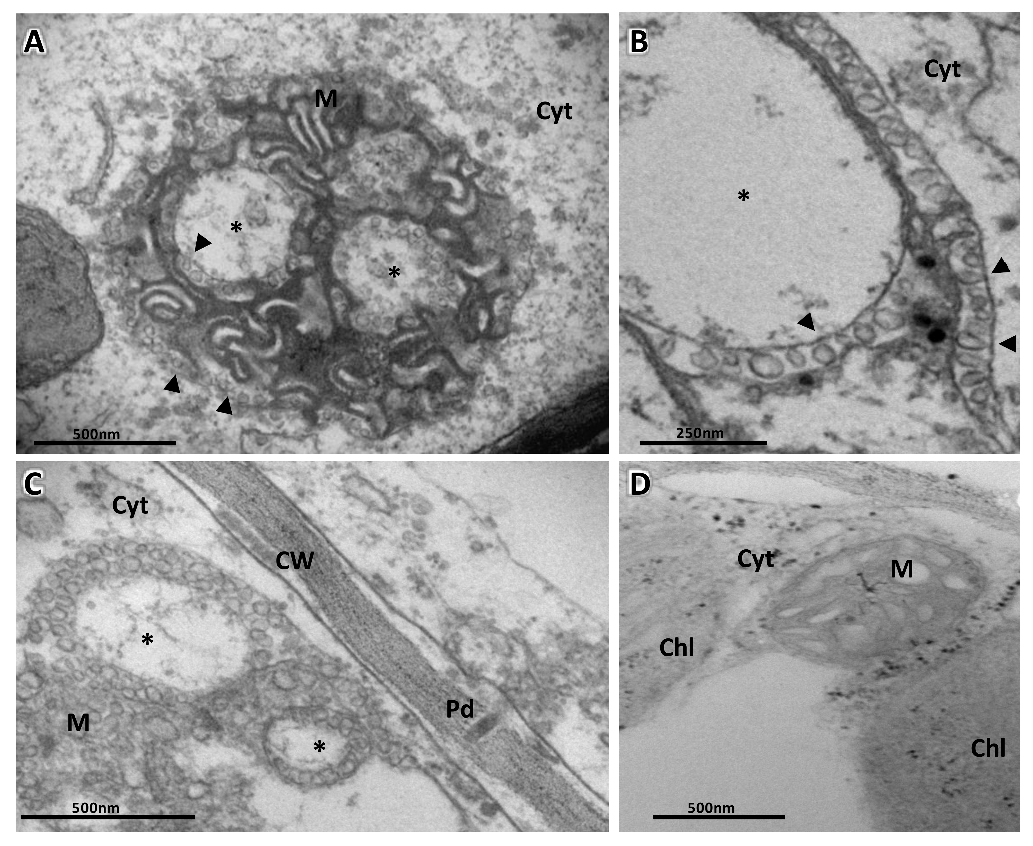 Viruses 13 00358 g004