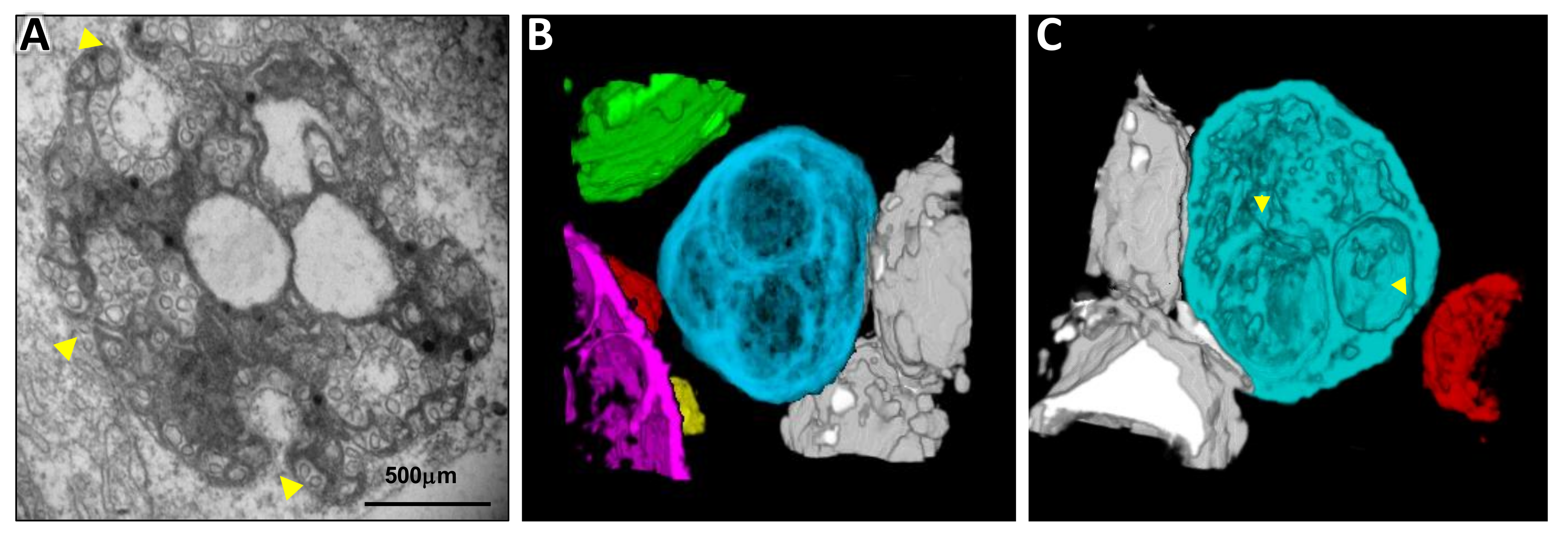 Viruses 13 00358 g005