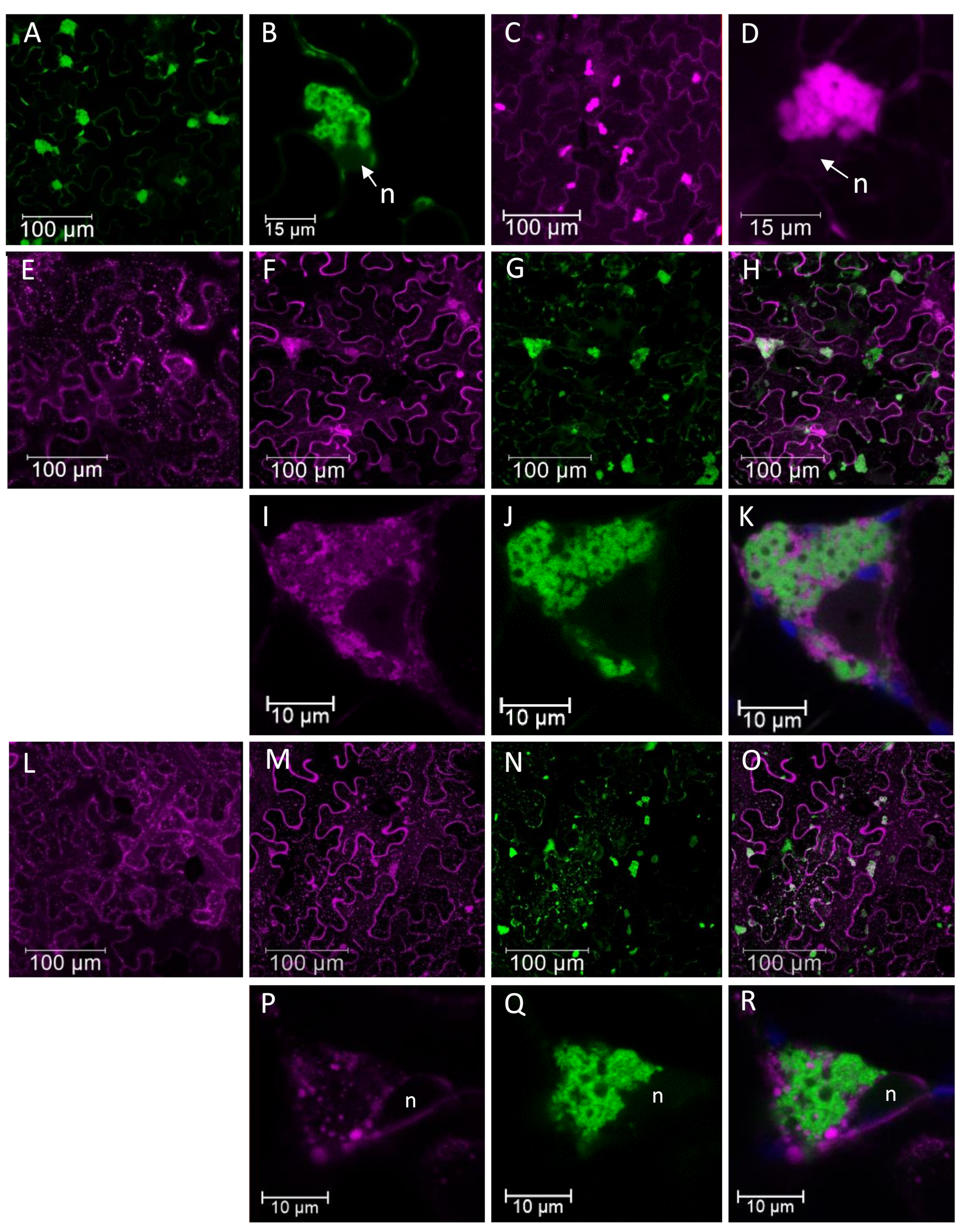 Viruses 13 00358 g006