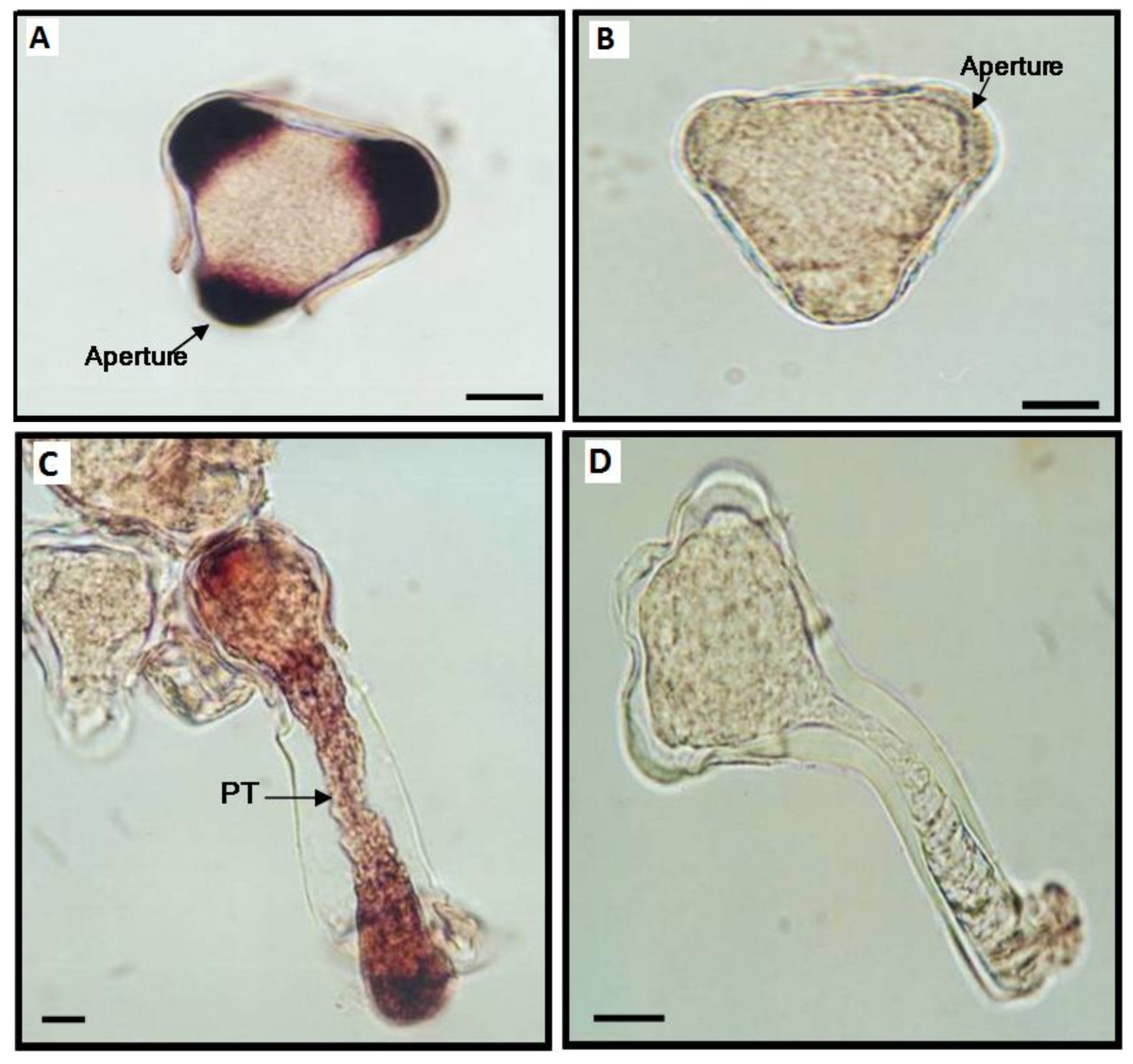 Viruses 13 00358 g007