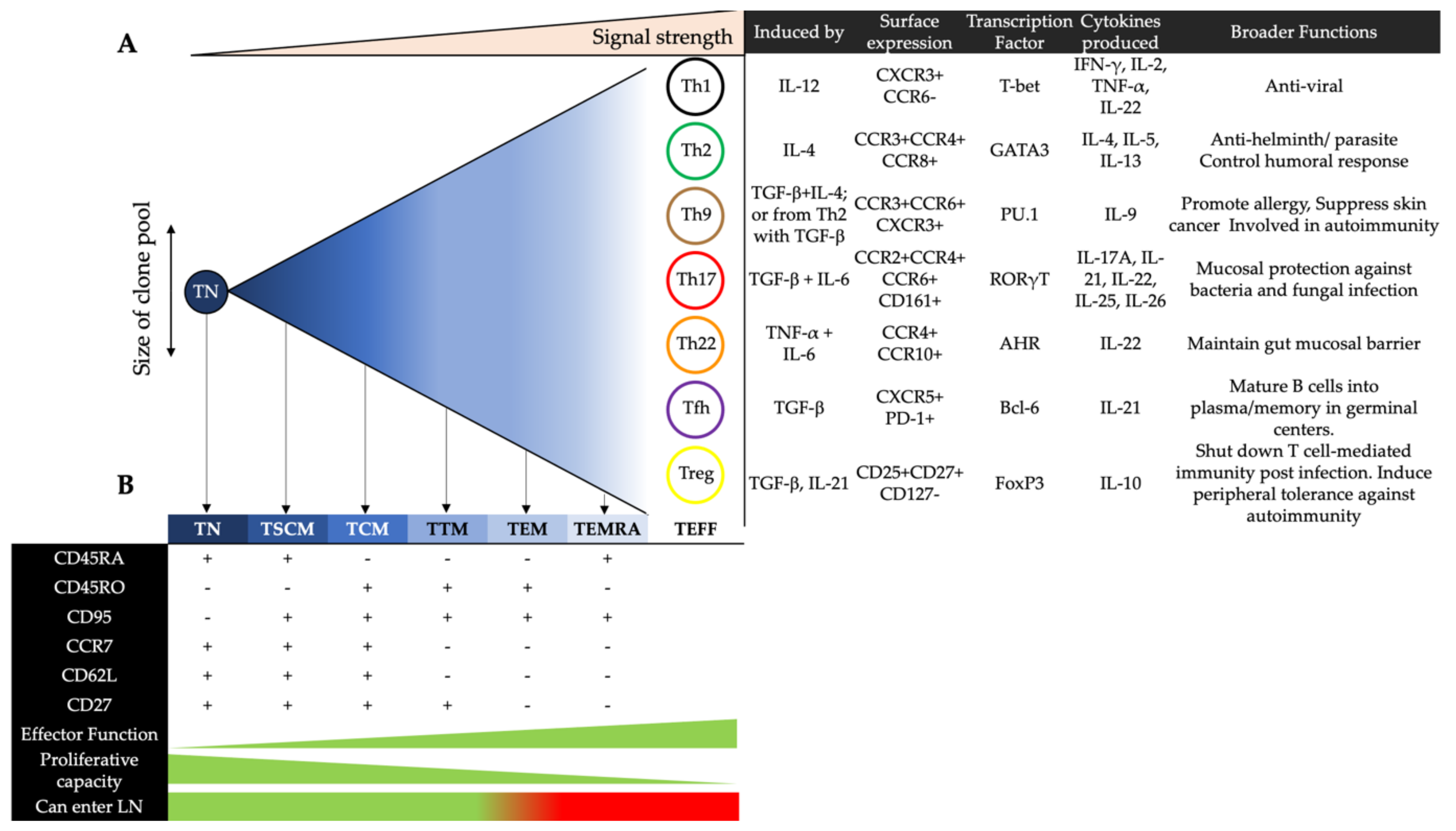Viruses 13 00359 g001