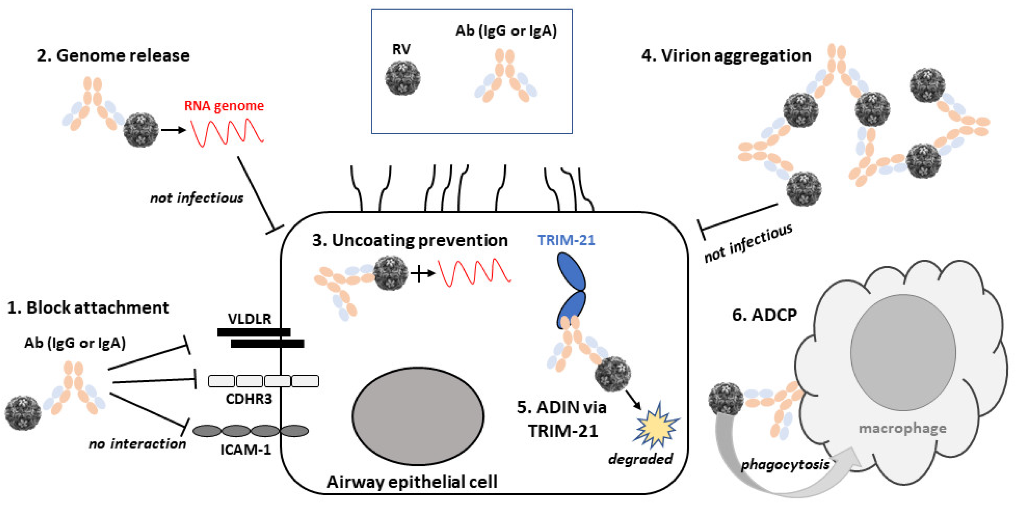 Viruses 13 00360 g002 Viruses 13 00360 g002