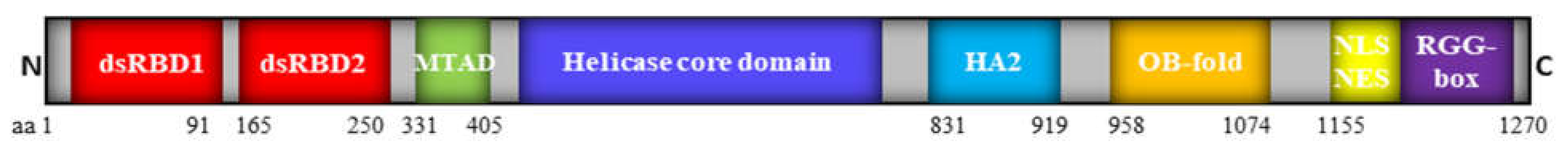 Viruses 13 00361 g001