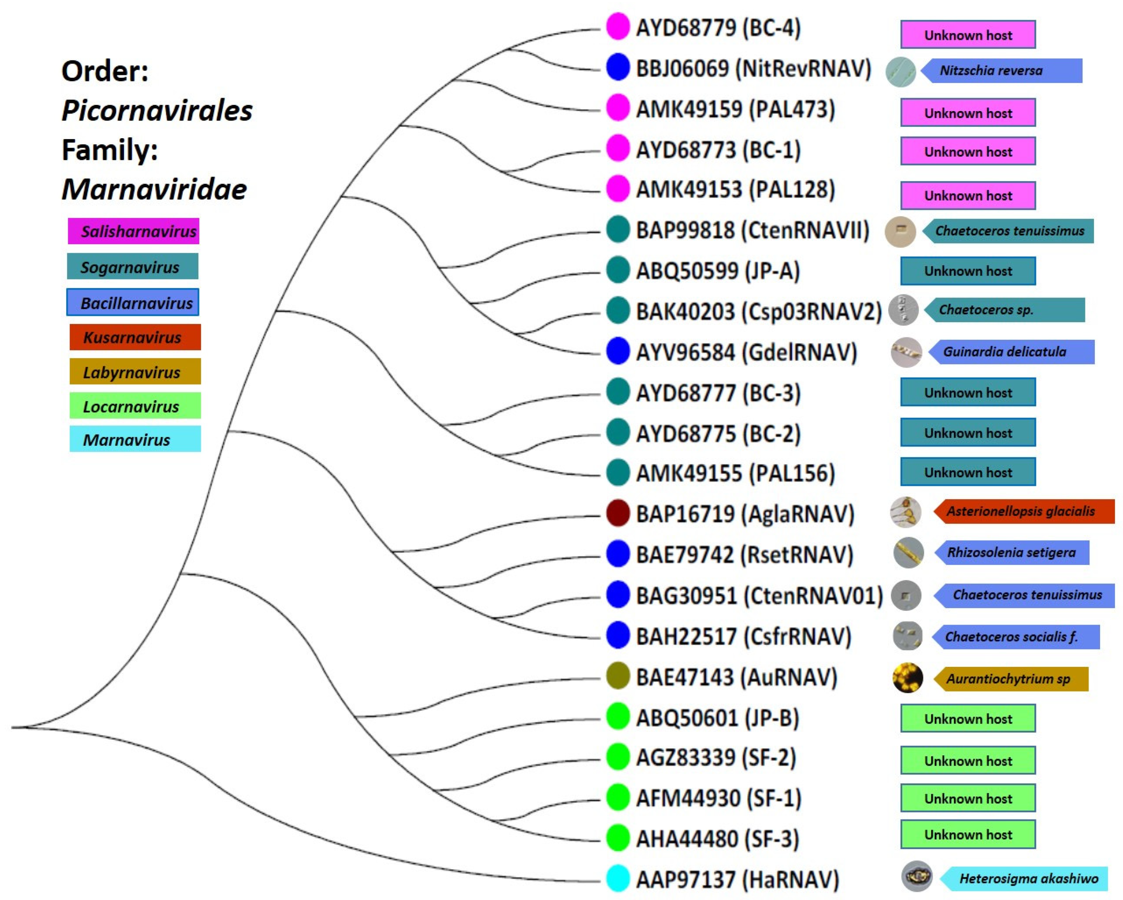 Viruses 13 00362 g001