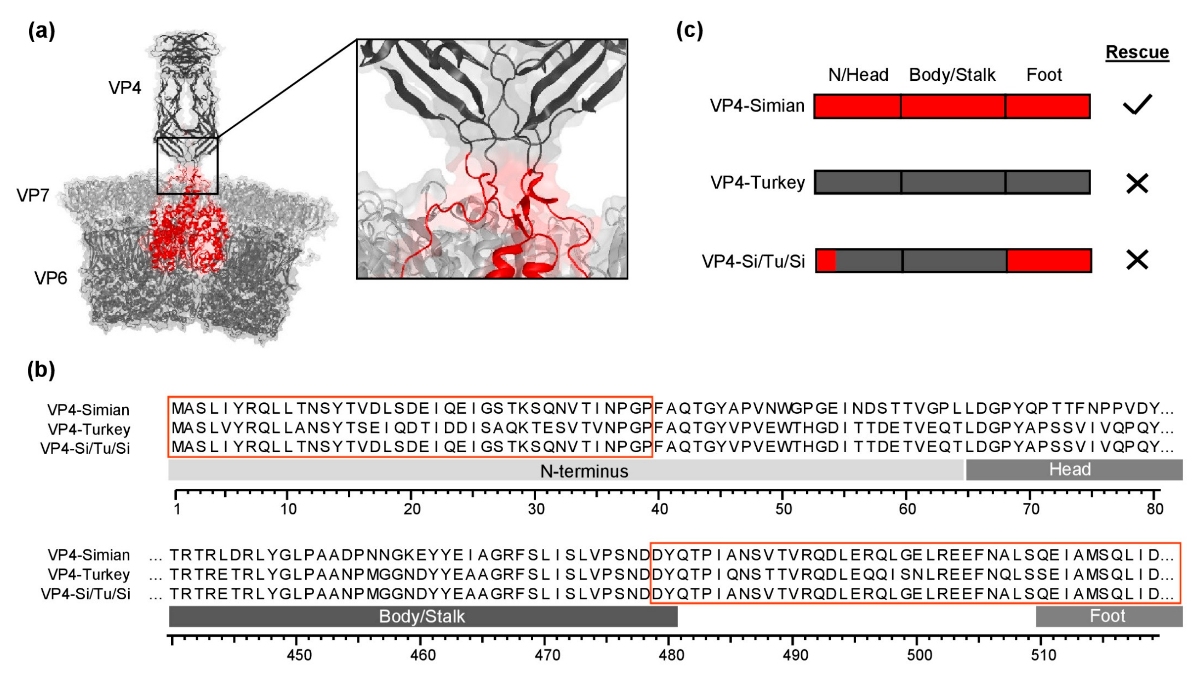 Viruses 13 00363 g001 Viruses 13 00363 g001