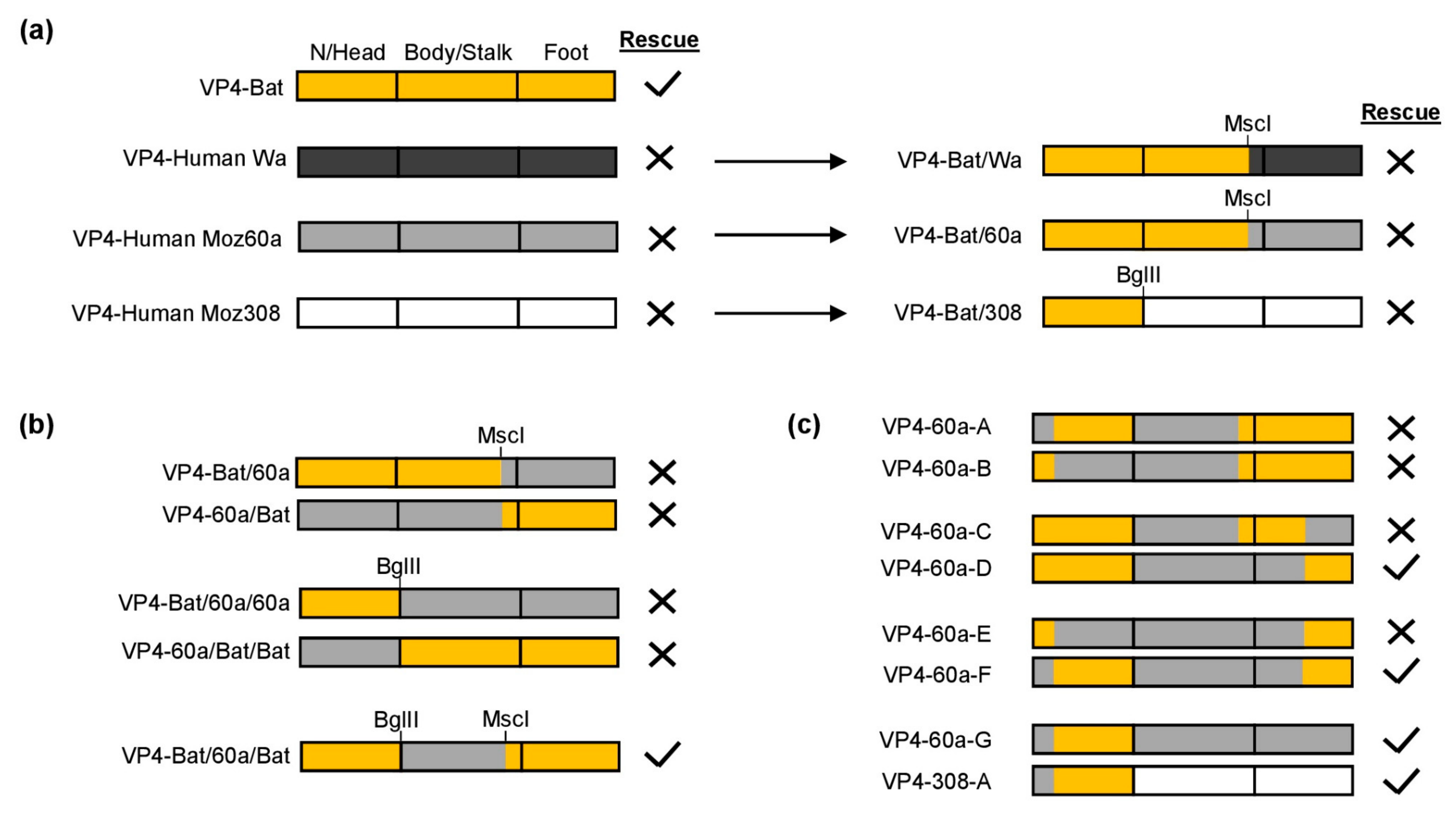 Viruses 13 00363 g003 Viruses 13 00363 g003