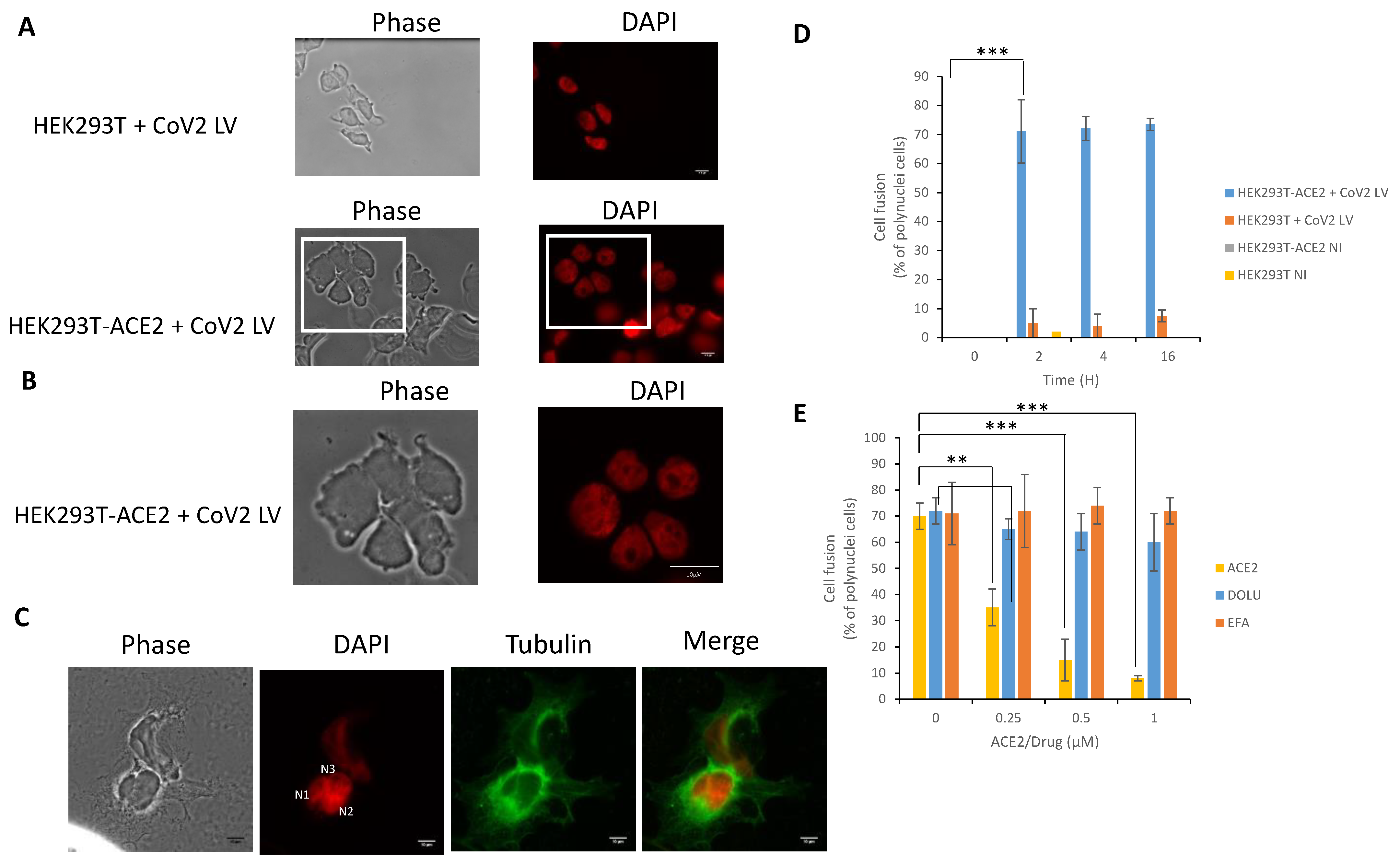 Viruses 13 00365 g005