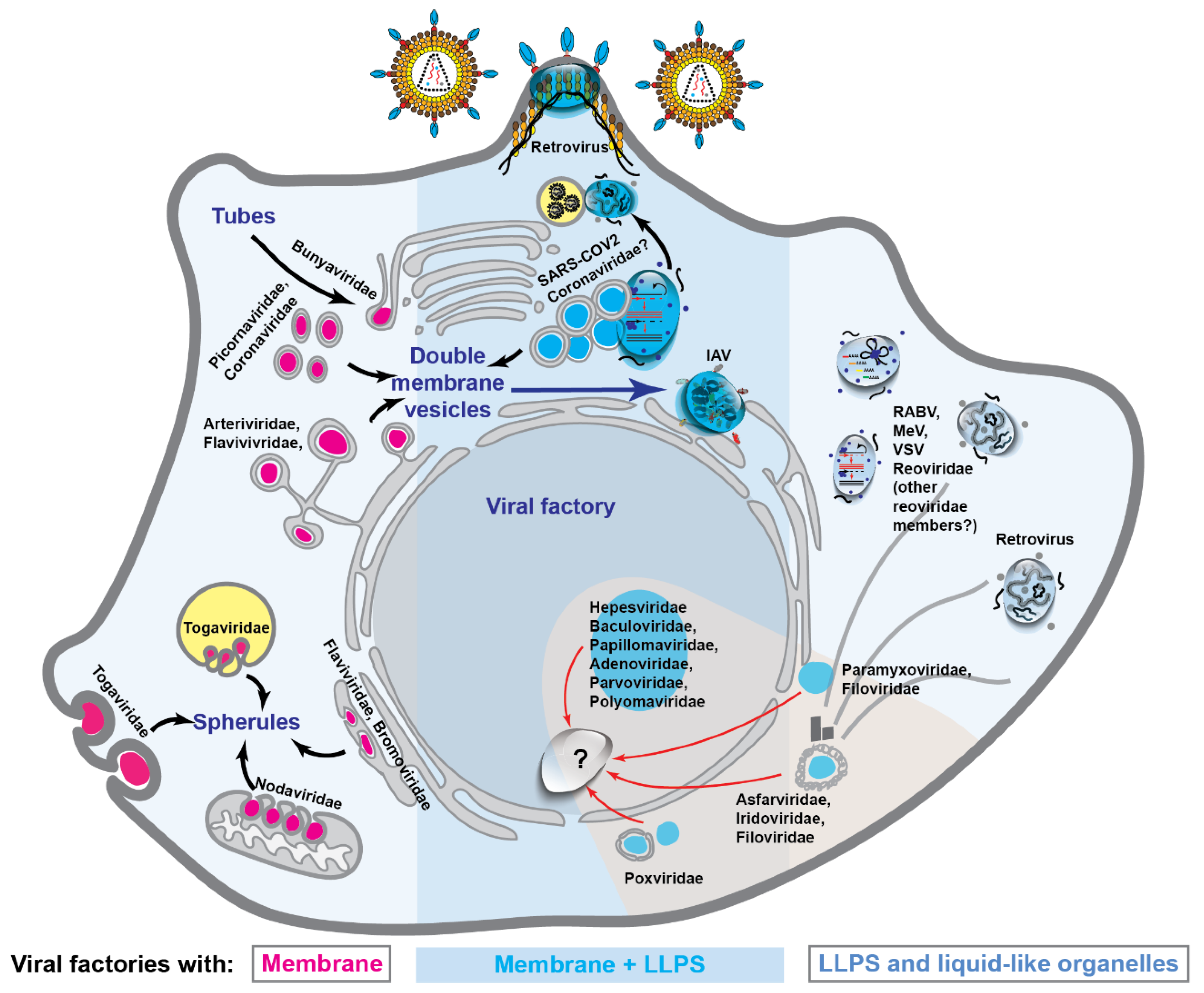 Viruses 13 00366 g004