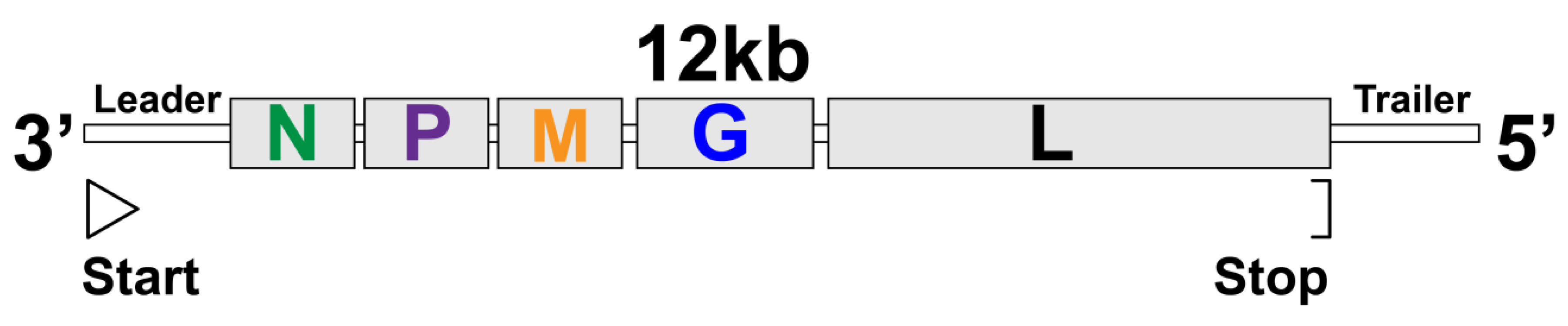 Viruses 13 00366 g005