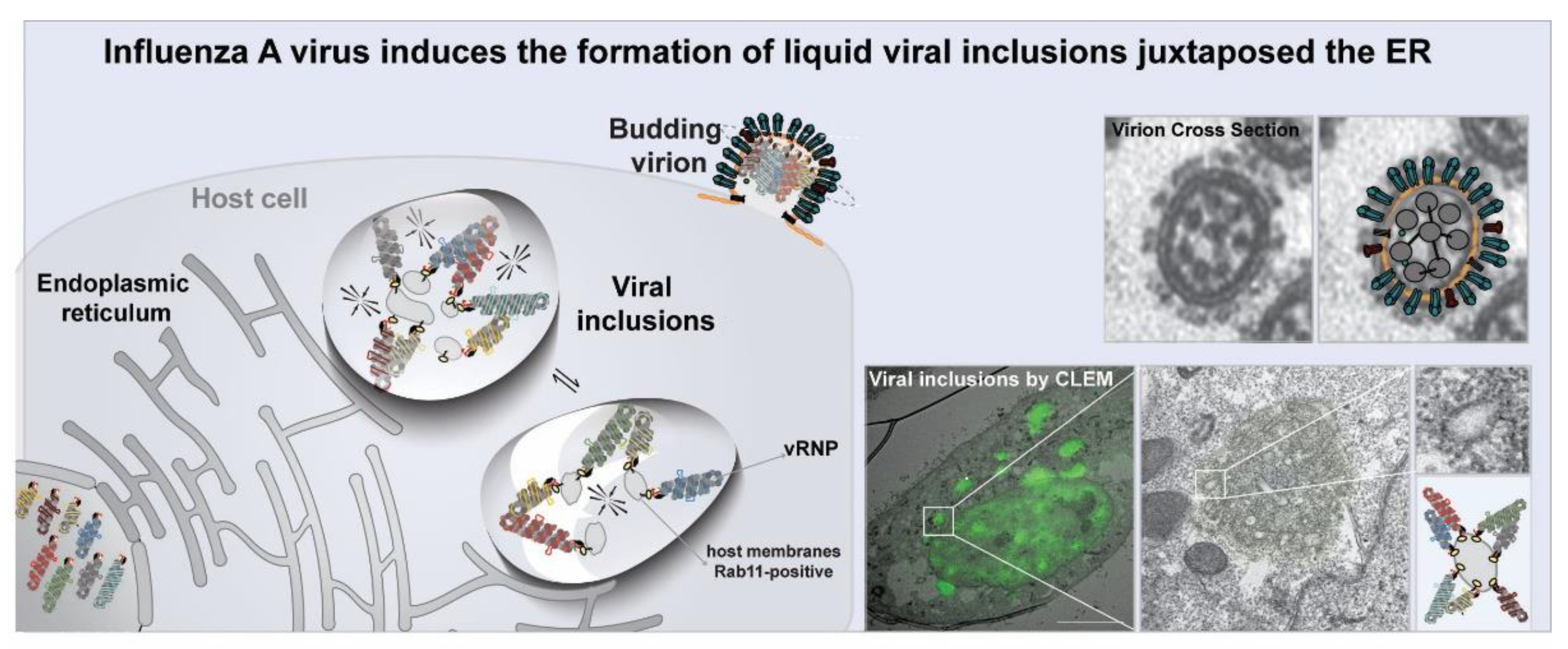 Viruses 13 00366 g006