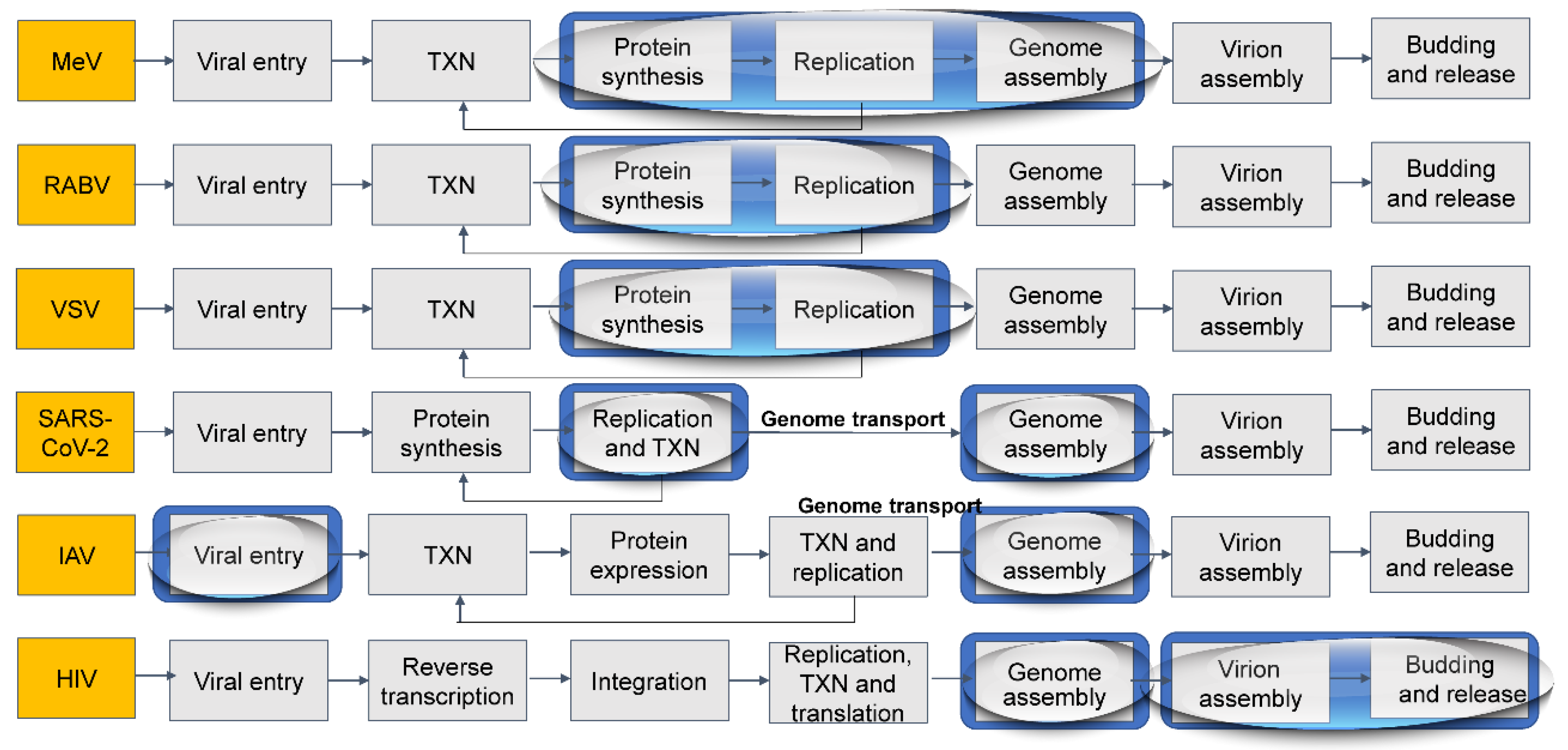 Viruses 13 00366 g008