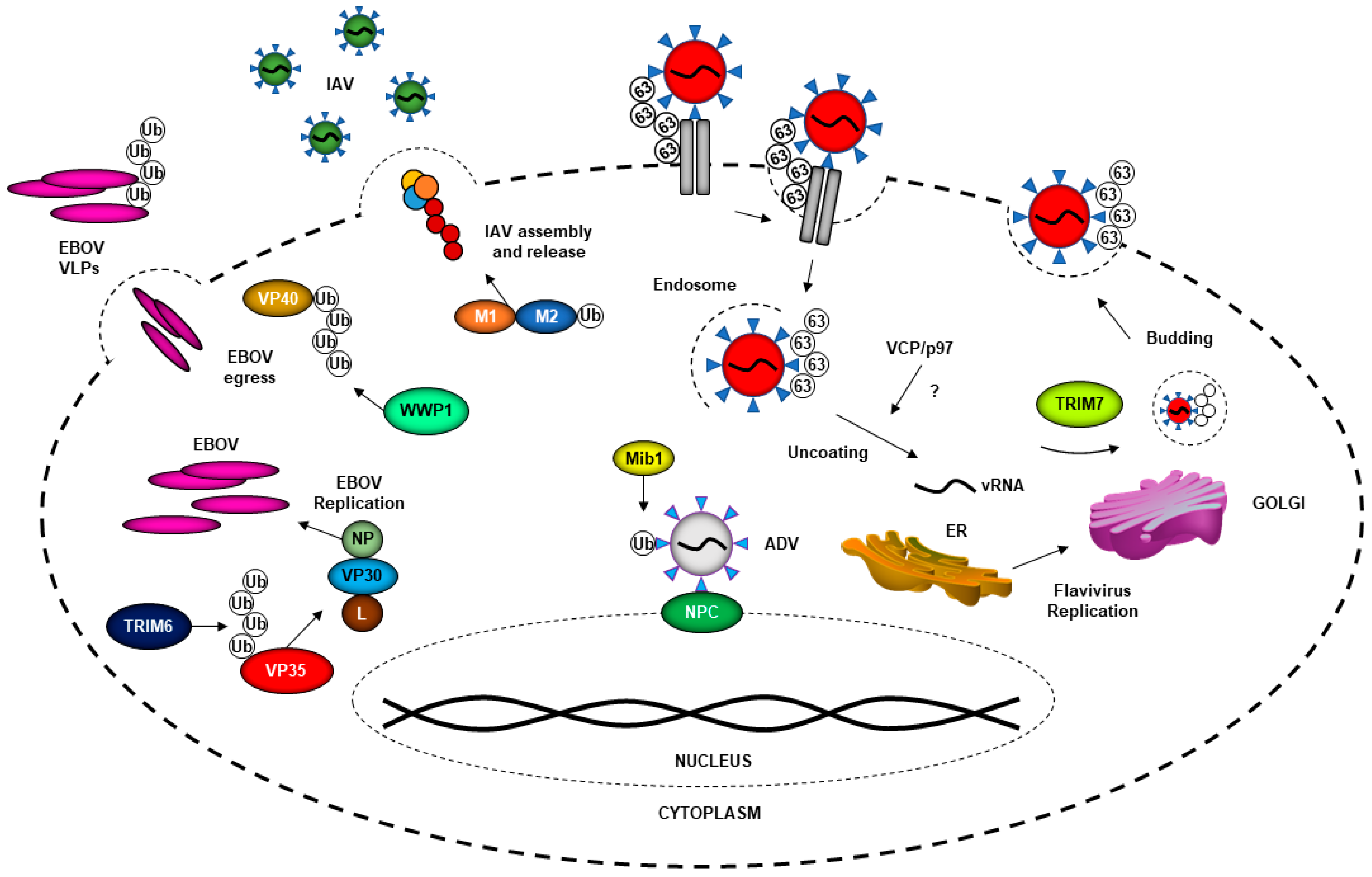 Viruses 13 00369 g002