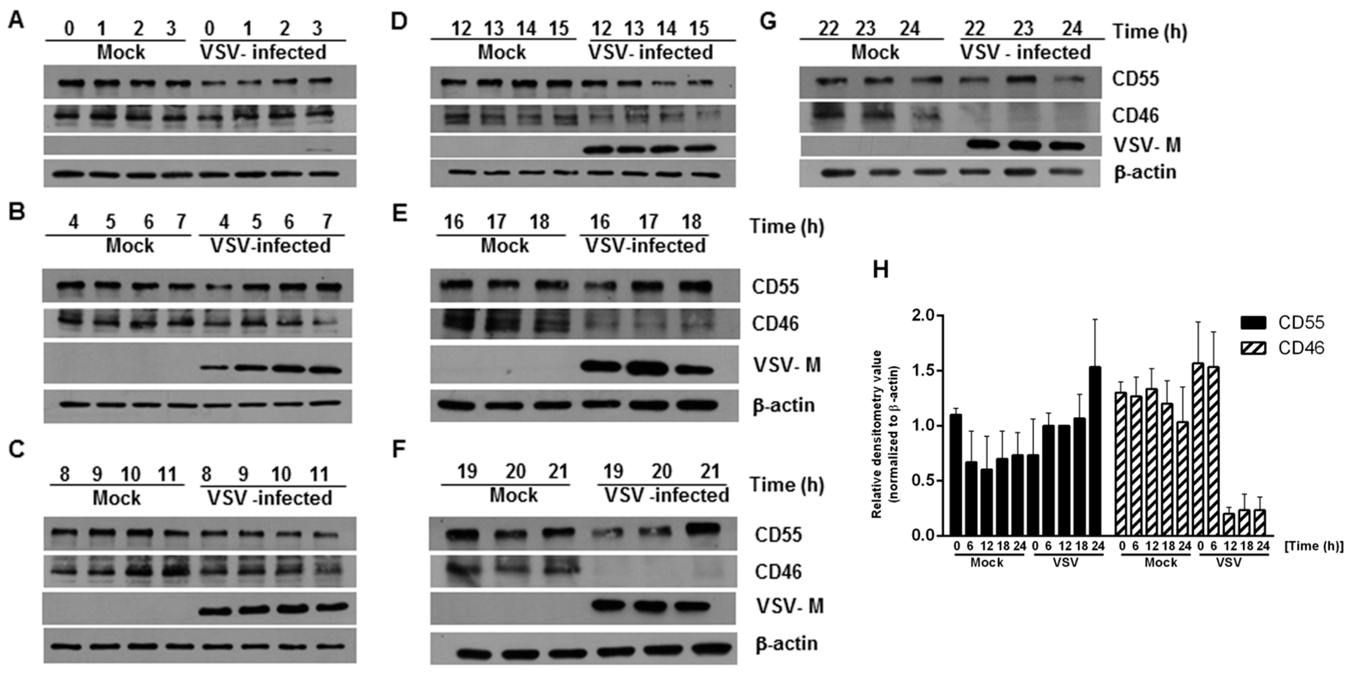Viruses 13 00373 g001