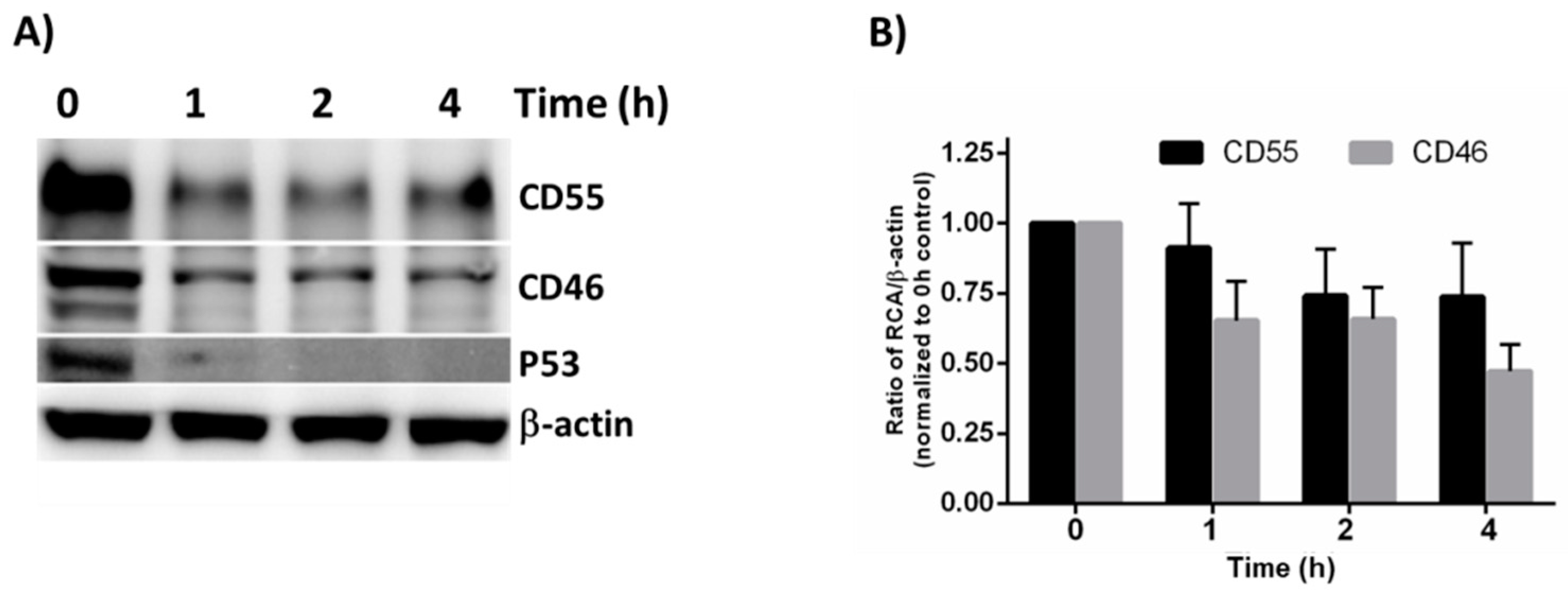 Viruses 13 00373 g004