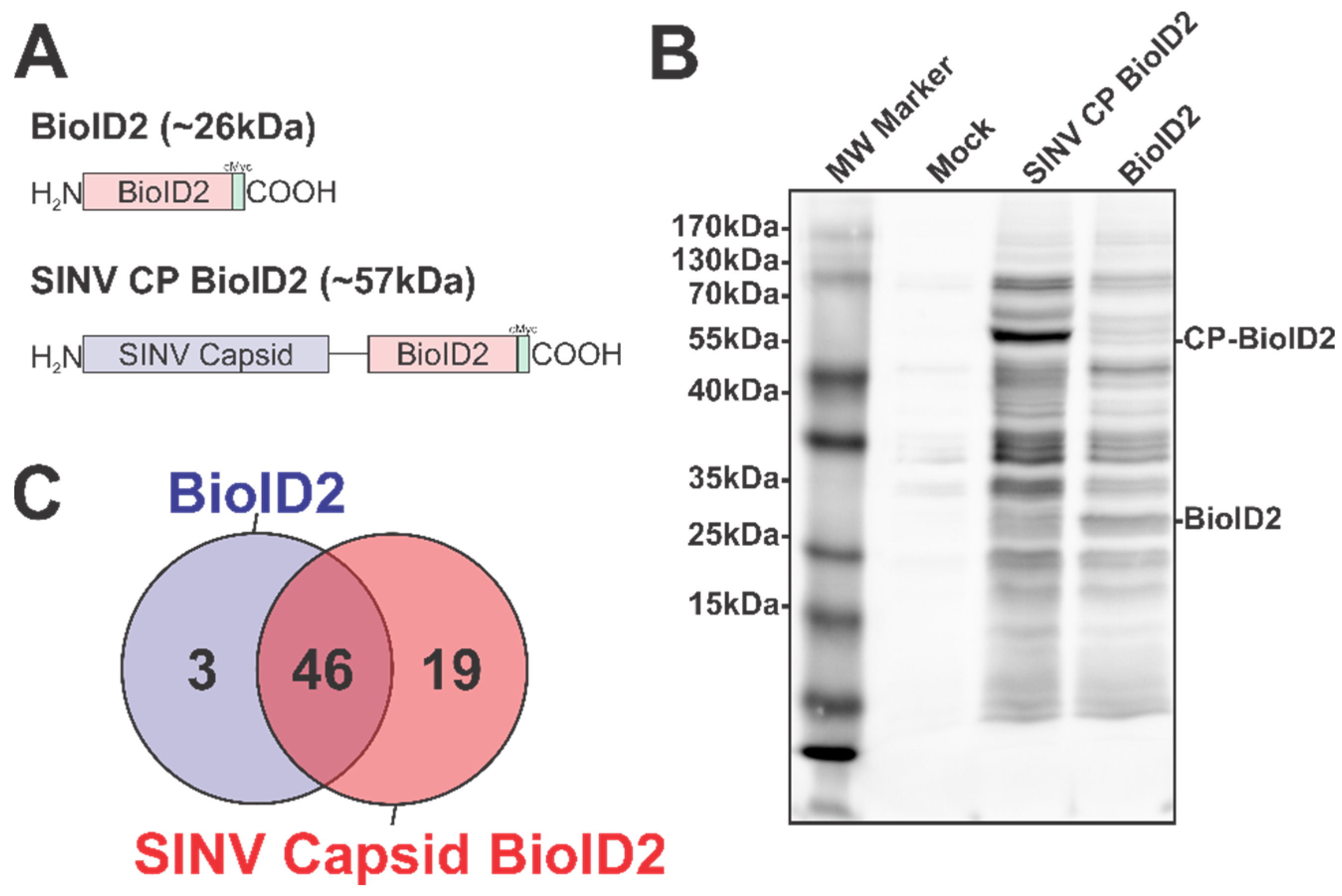 Viruses 13 00377 g001 Viruses 13 00377 g001
