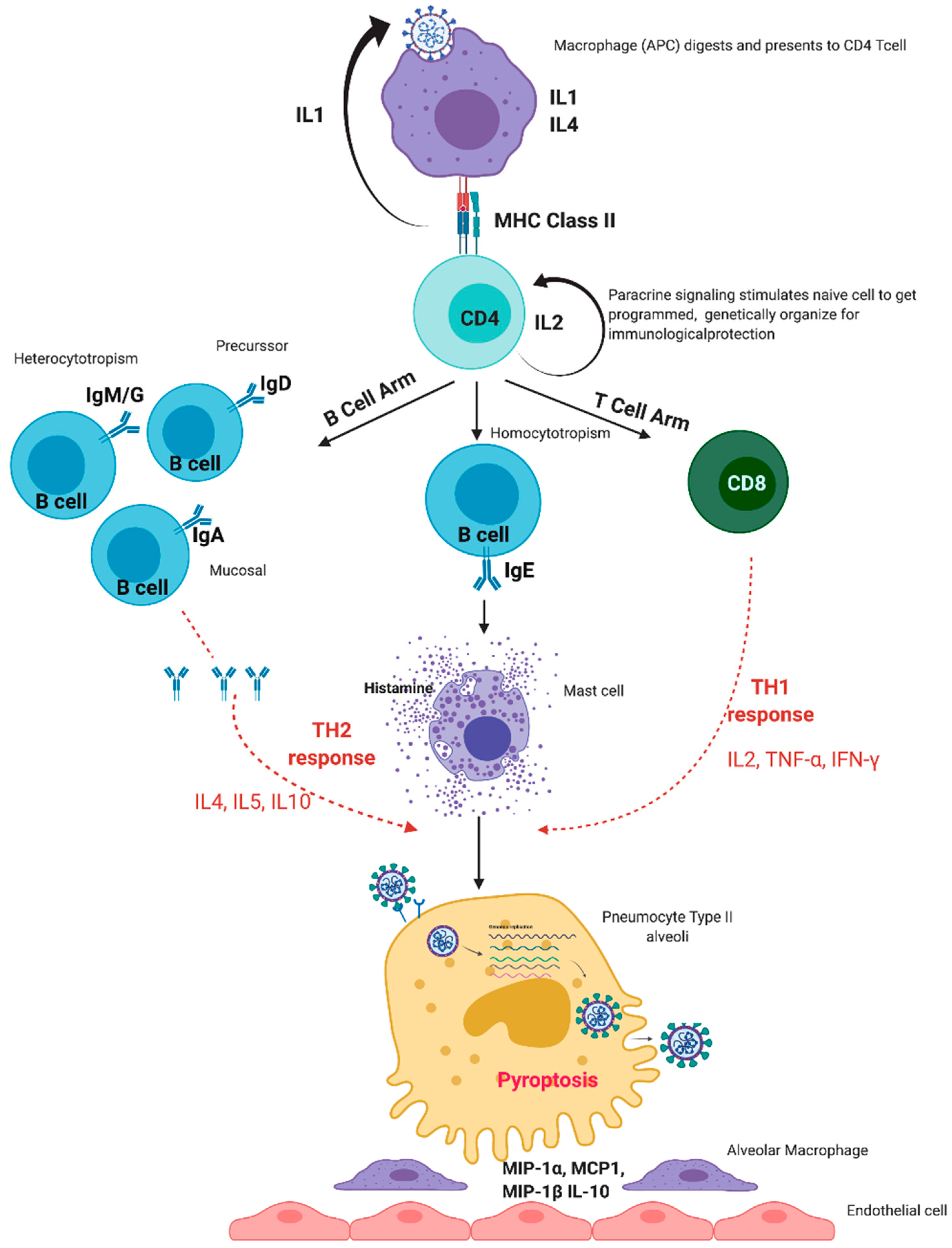 Viruses 13 00378 g001