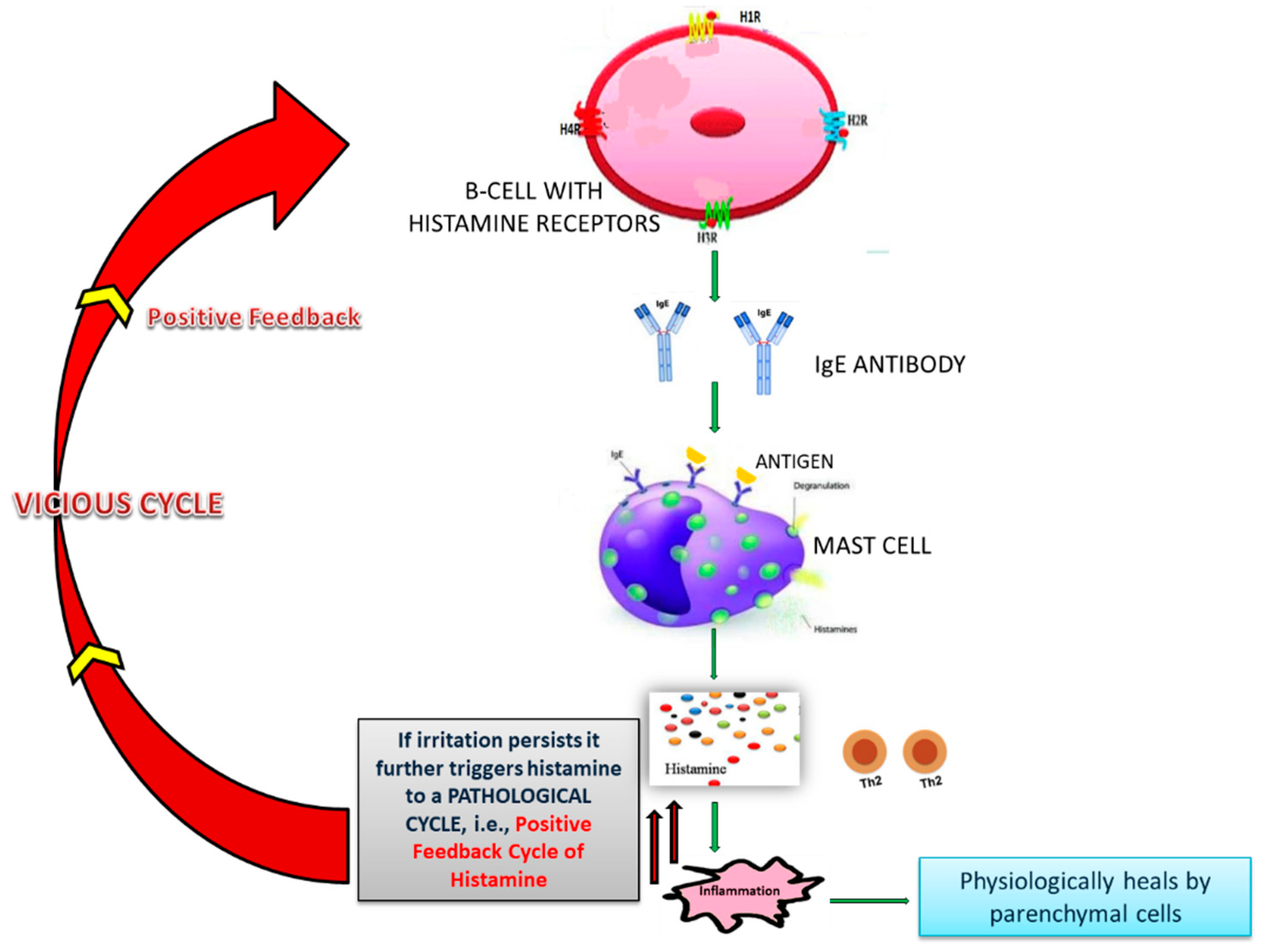 Viruses 13 00378 g003