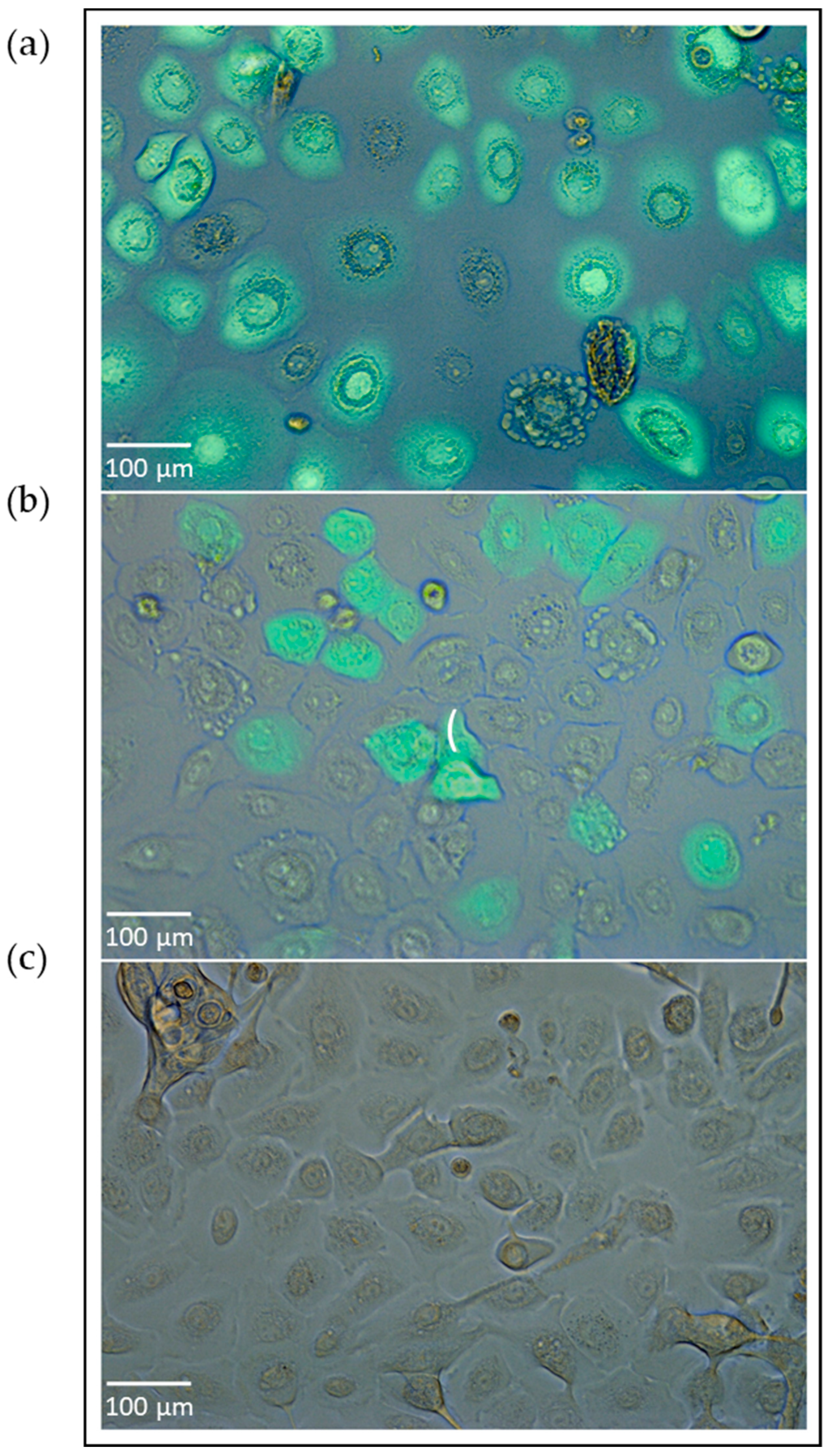 Viruses 13 00387 g001