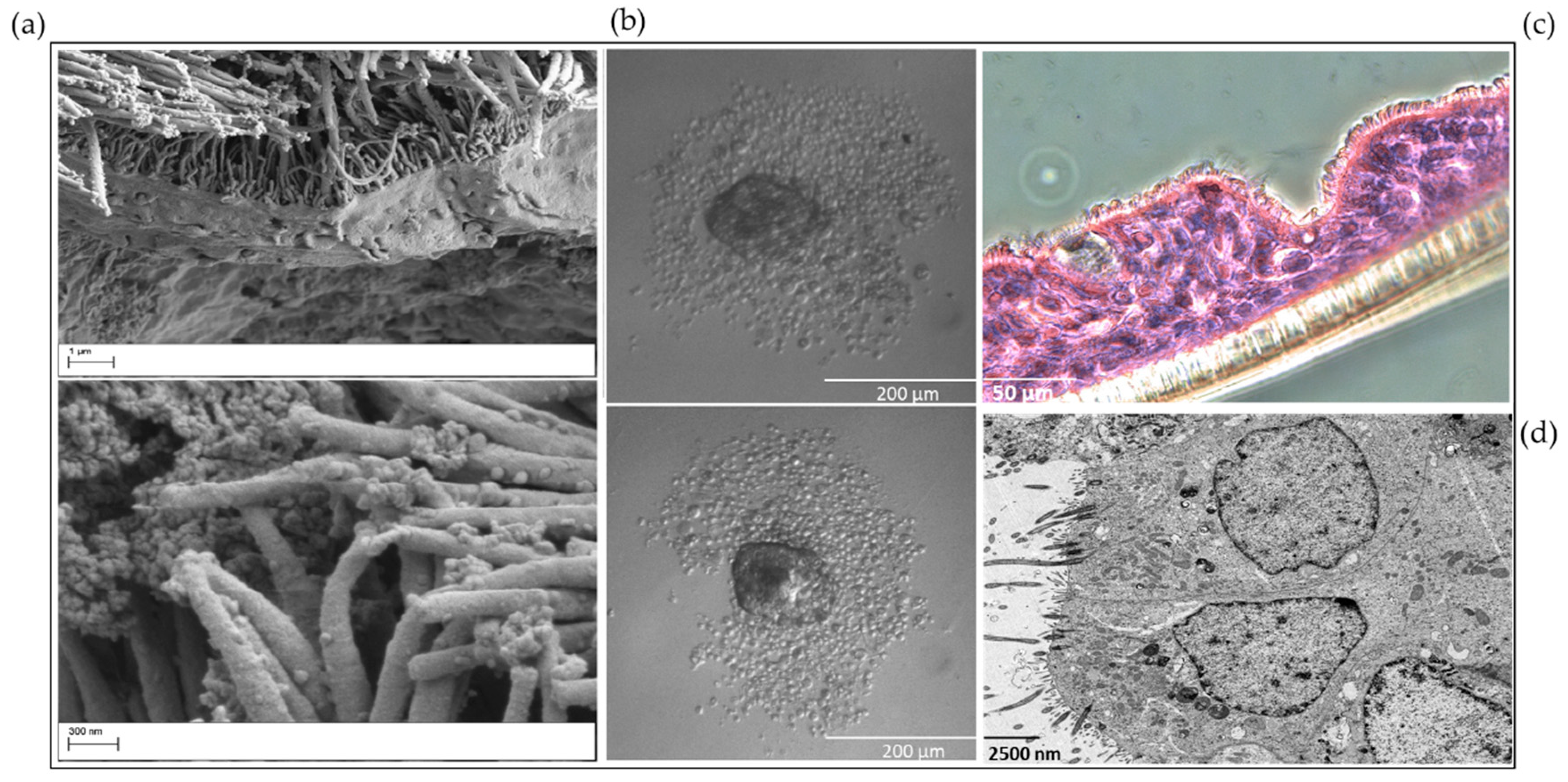 Viruses 13 00387 g003