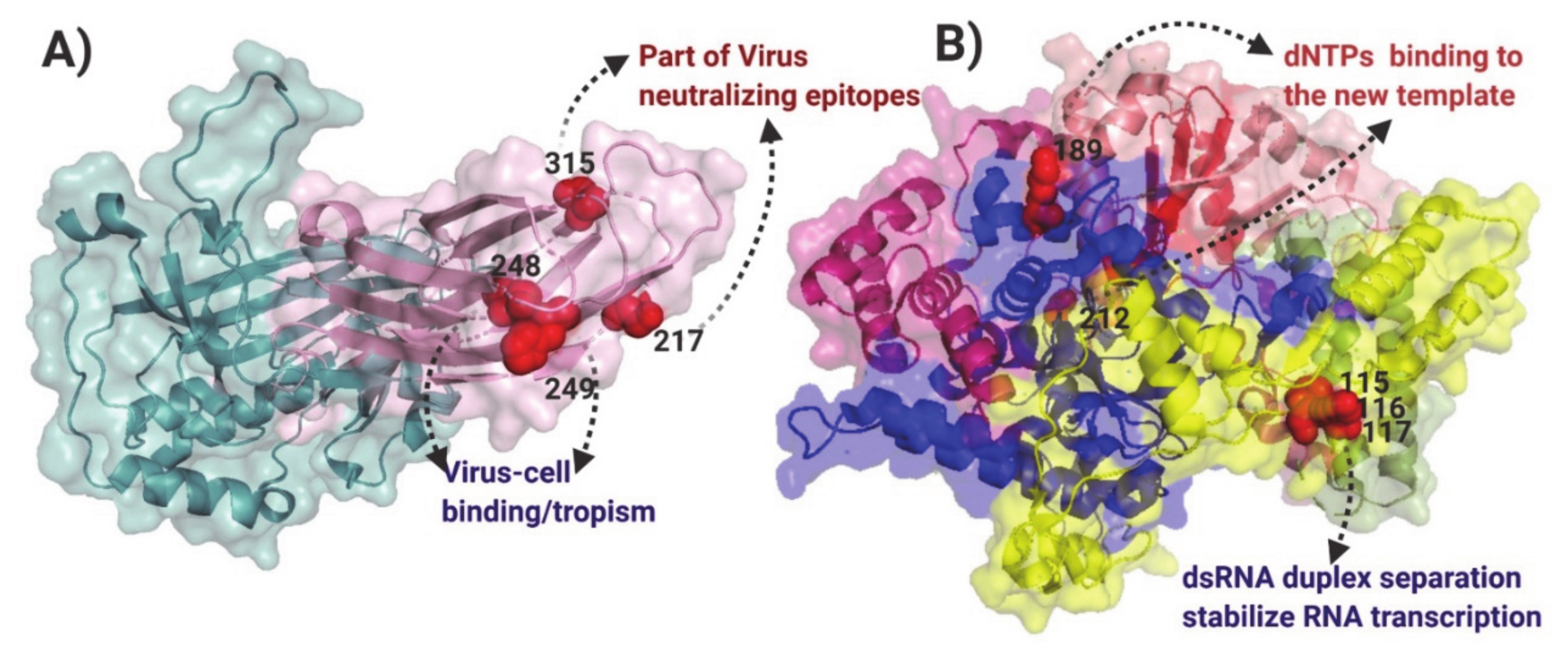 Viruses 13 00396 g004 Viruses 13 00396 g004