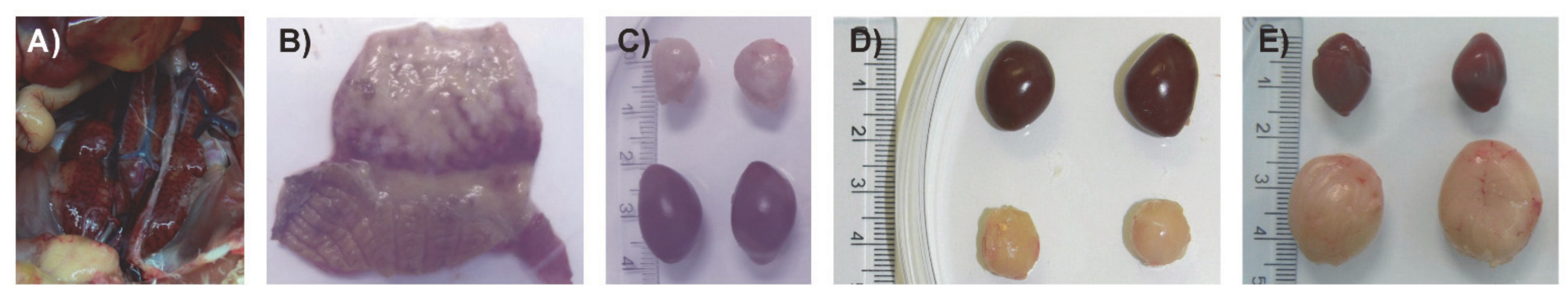 Viruses 13 00396 g006 Viruses 13 00396 g006