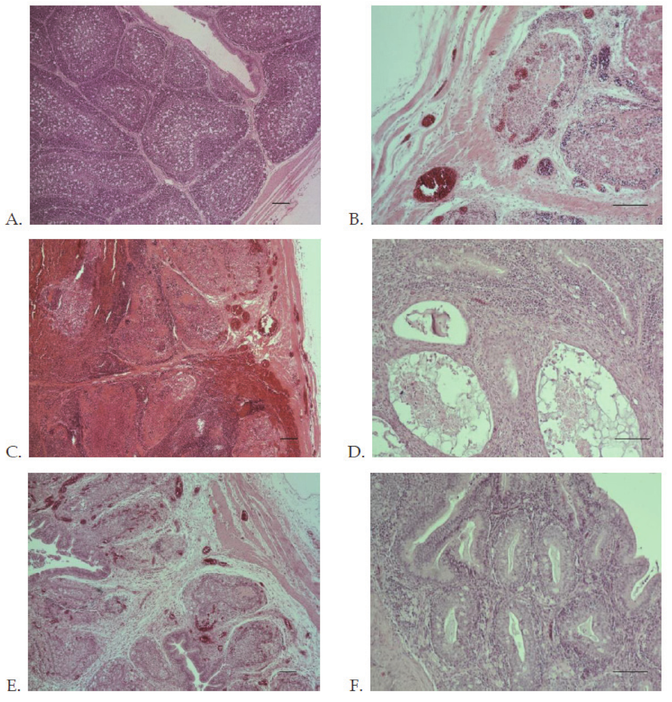 Viruses 13 00396 g007 Viruses 13 00396 g007