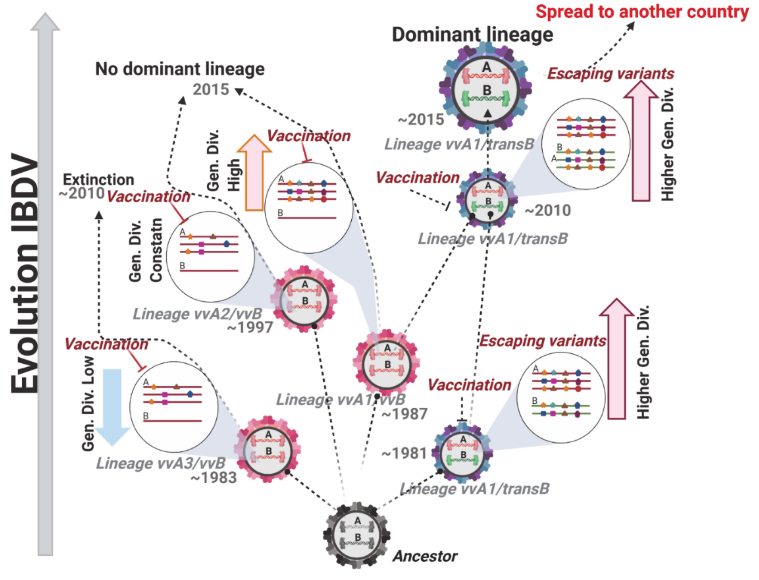 Viruses 13 00396 g008 Viruses 13 00396 g008