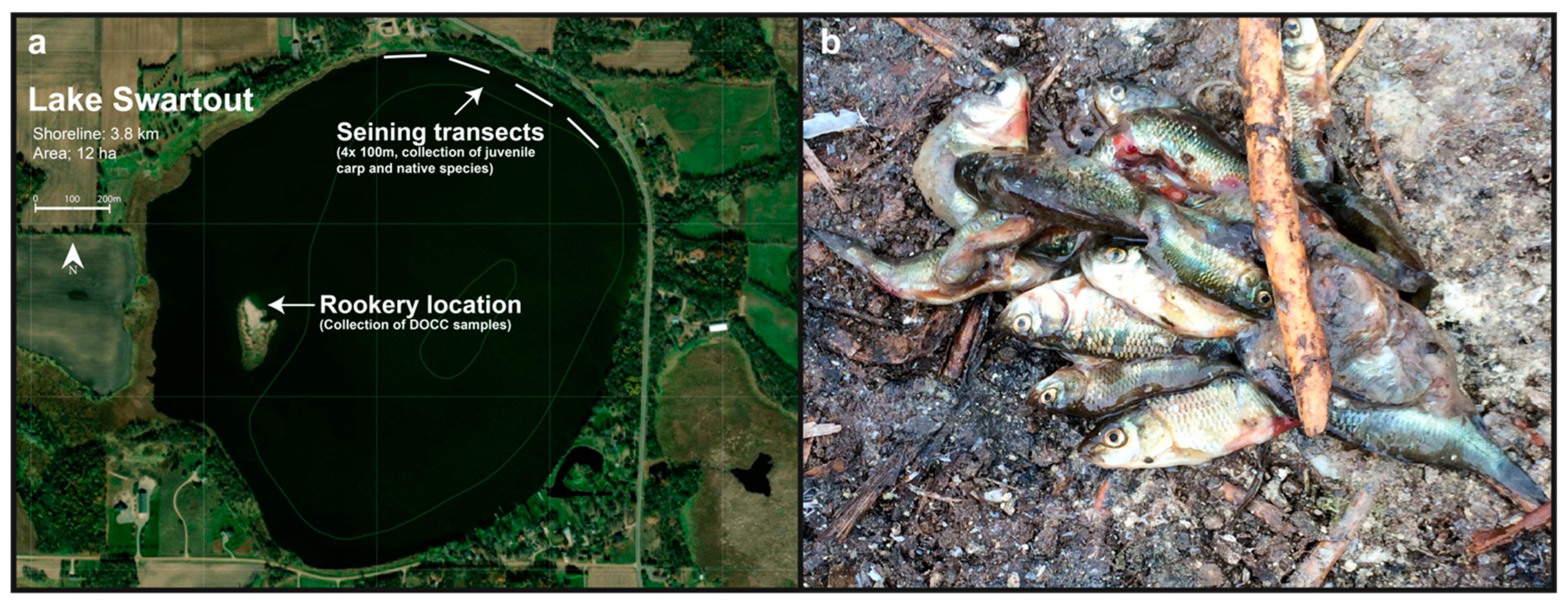 Viruses 13 00400 g001 Viruses 13 00400 g001