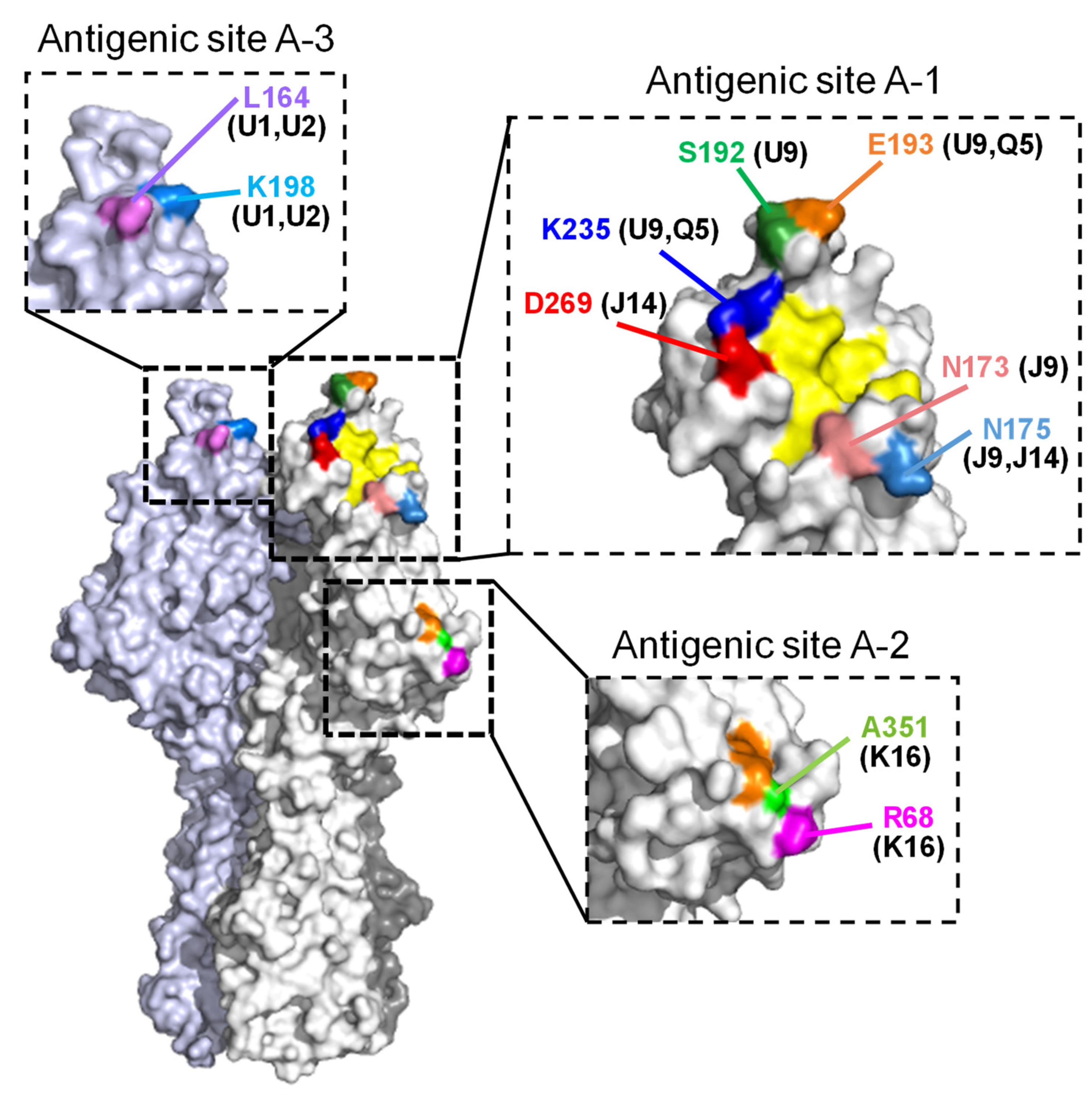 Viruses 13 00401 g001