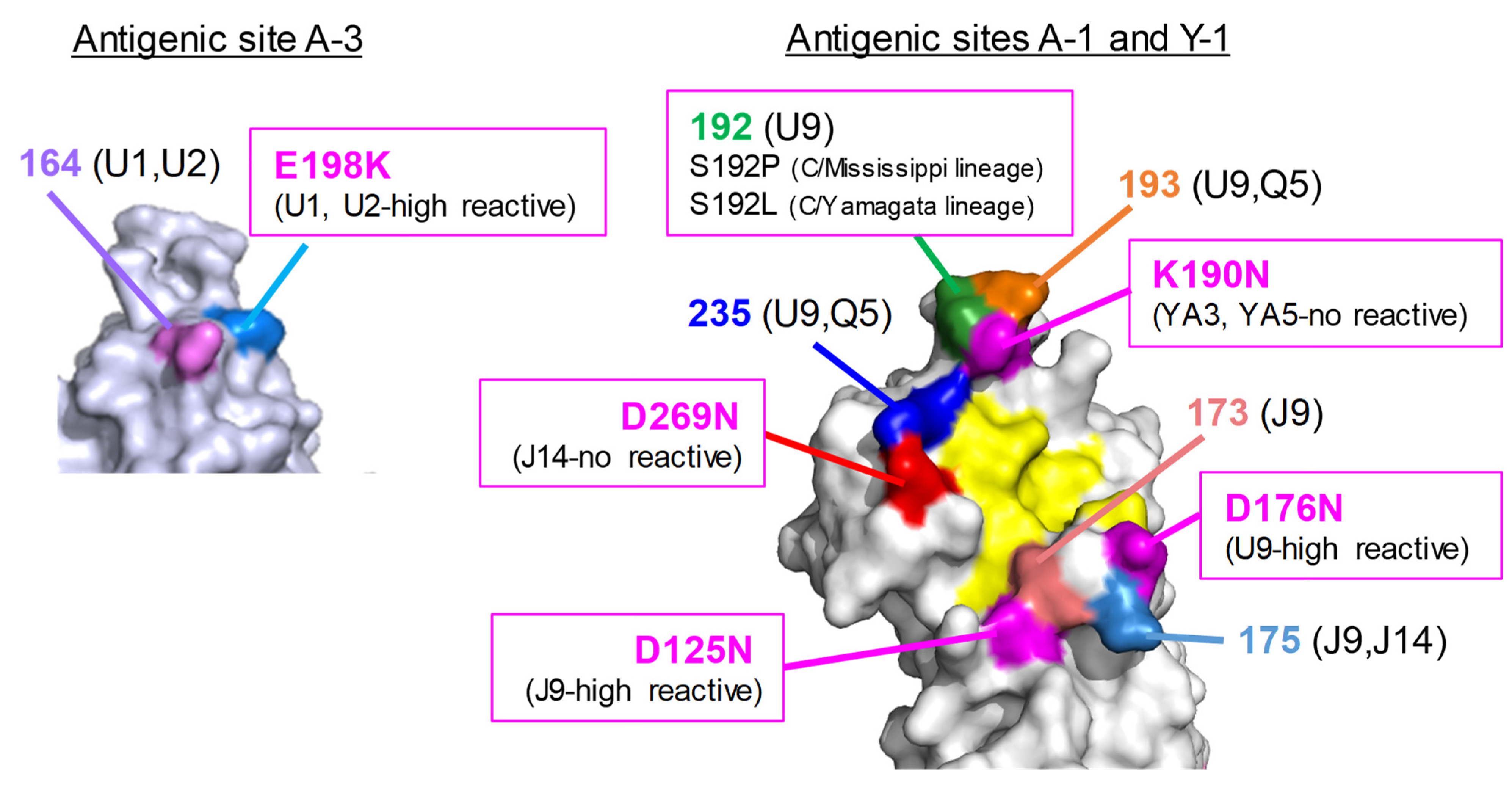 Viruses 13 00401 g005