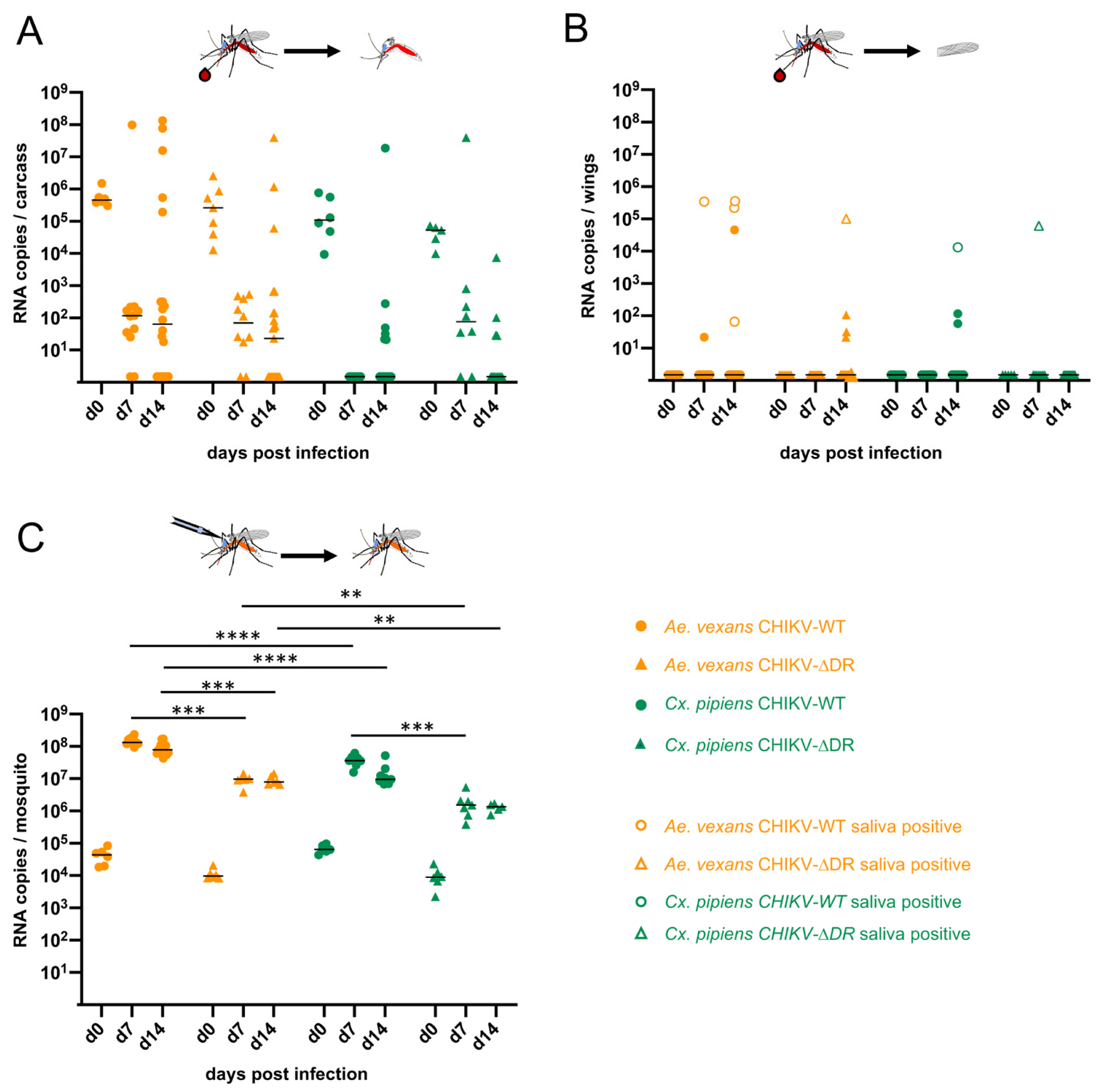 Viruses 13 00403 g003