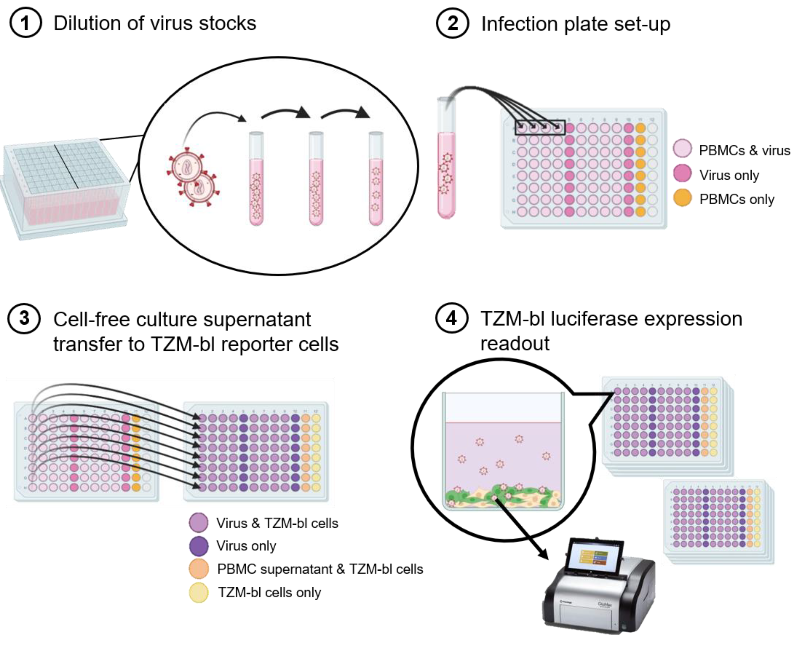 Viruses 13 00404 g001
