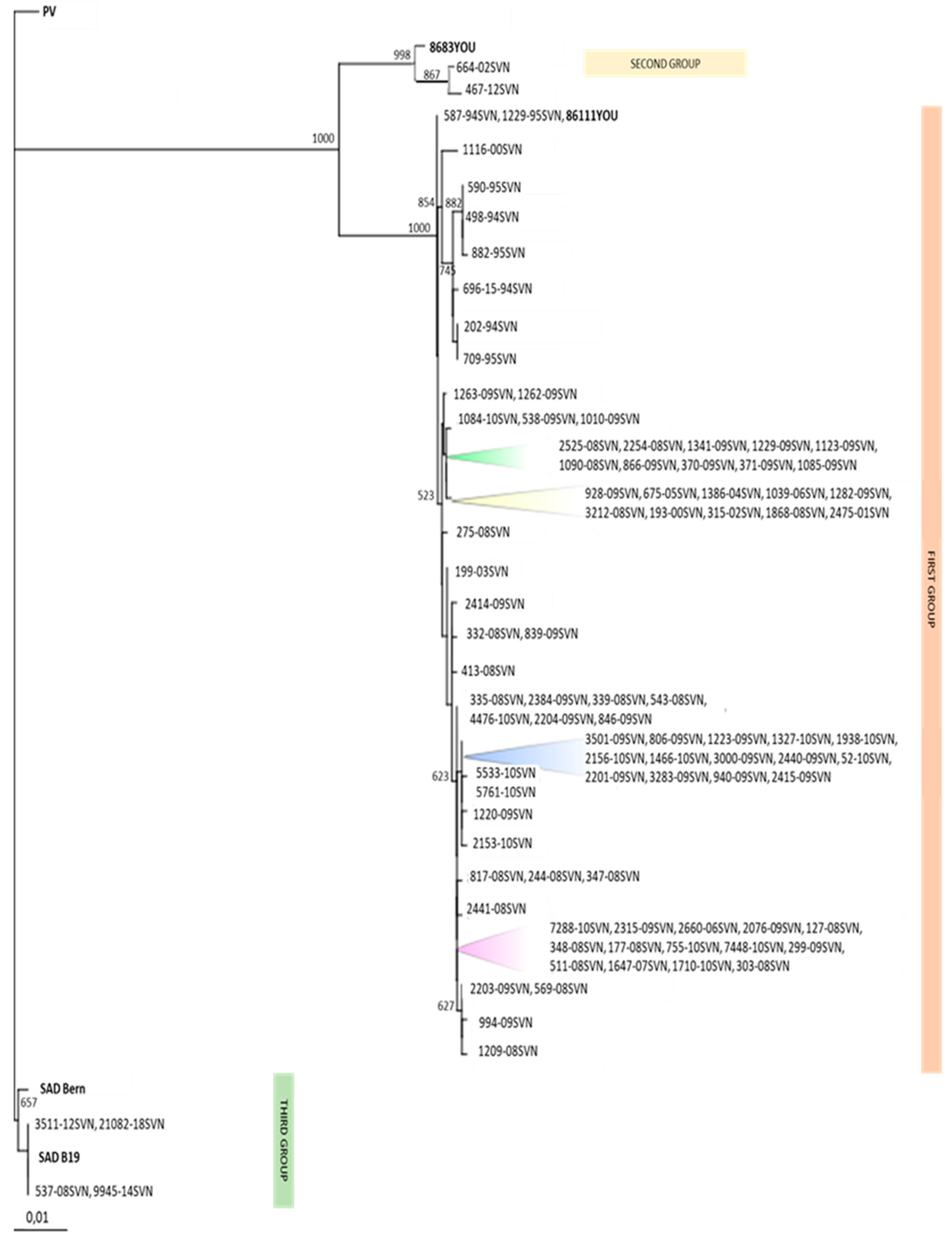 Viruses 13 00405 g005