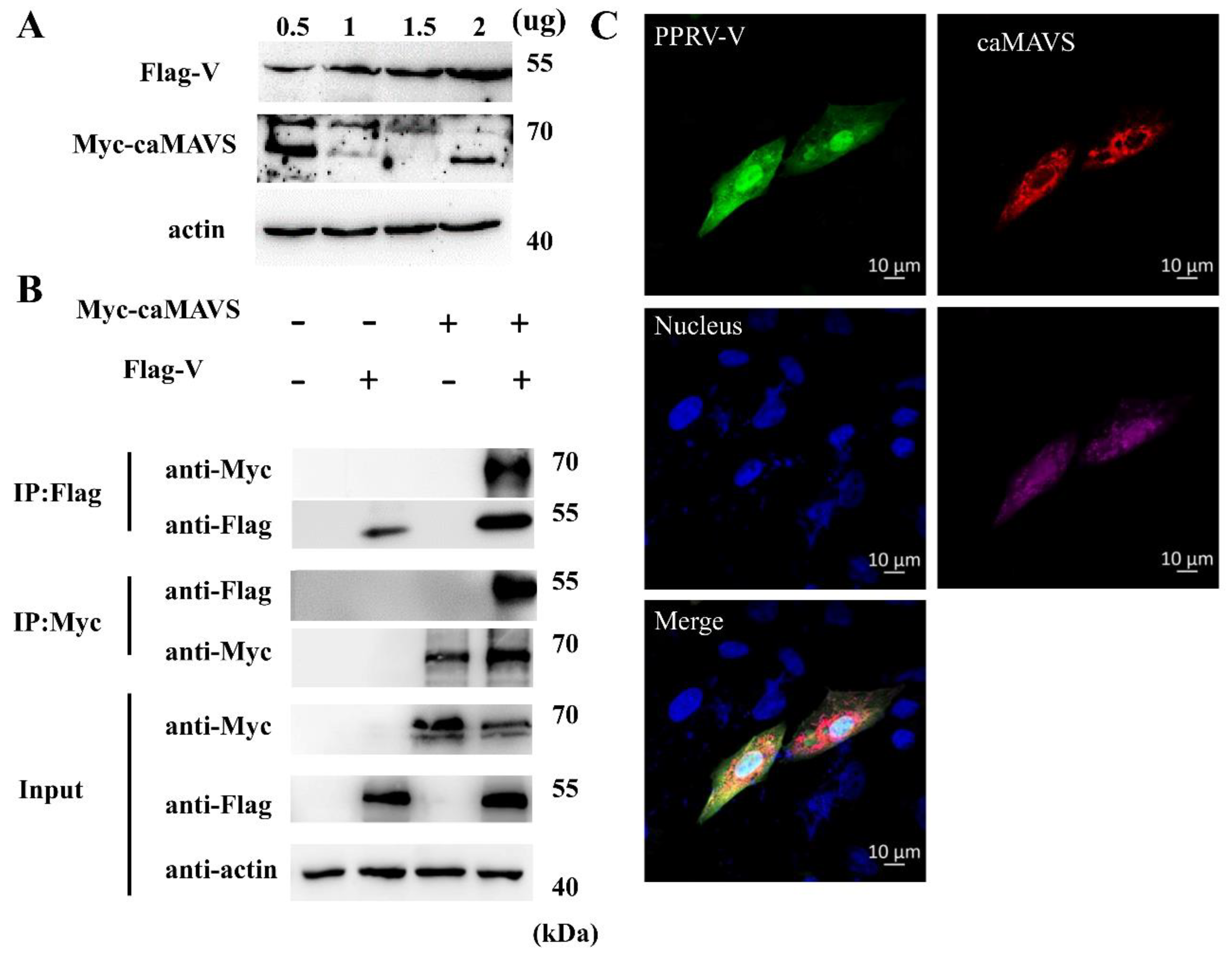 Viruses 13 00409 g008 Viruses 13 00409 g008