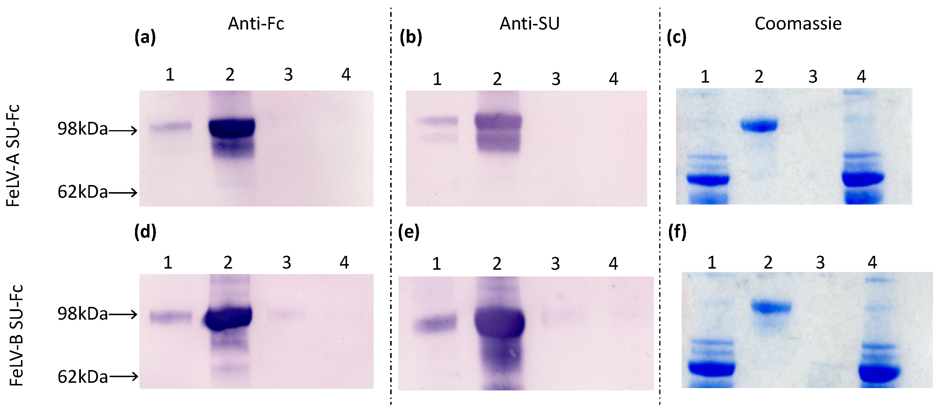 Viruses 13 00428 g002