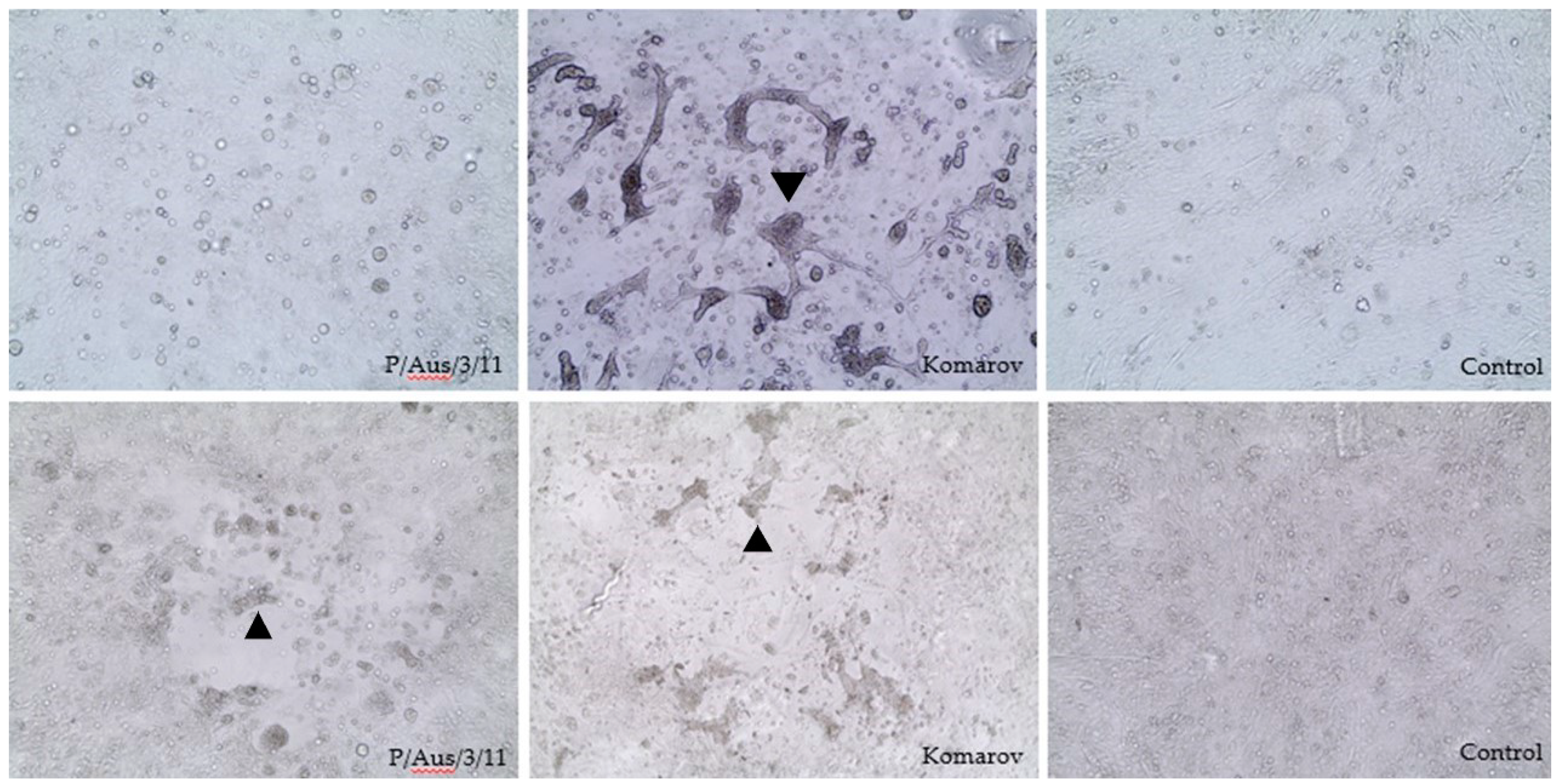 Viruses 13 00429 g001