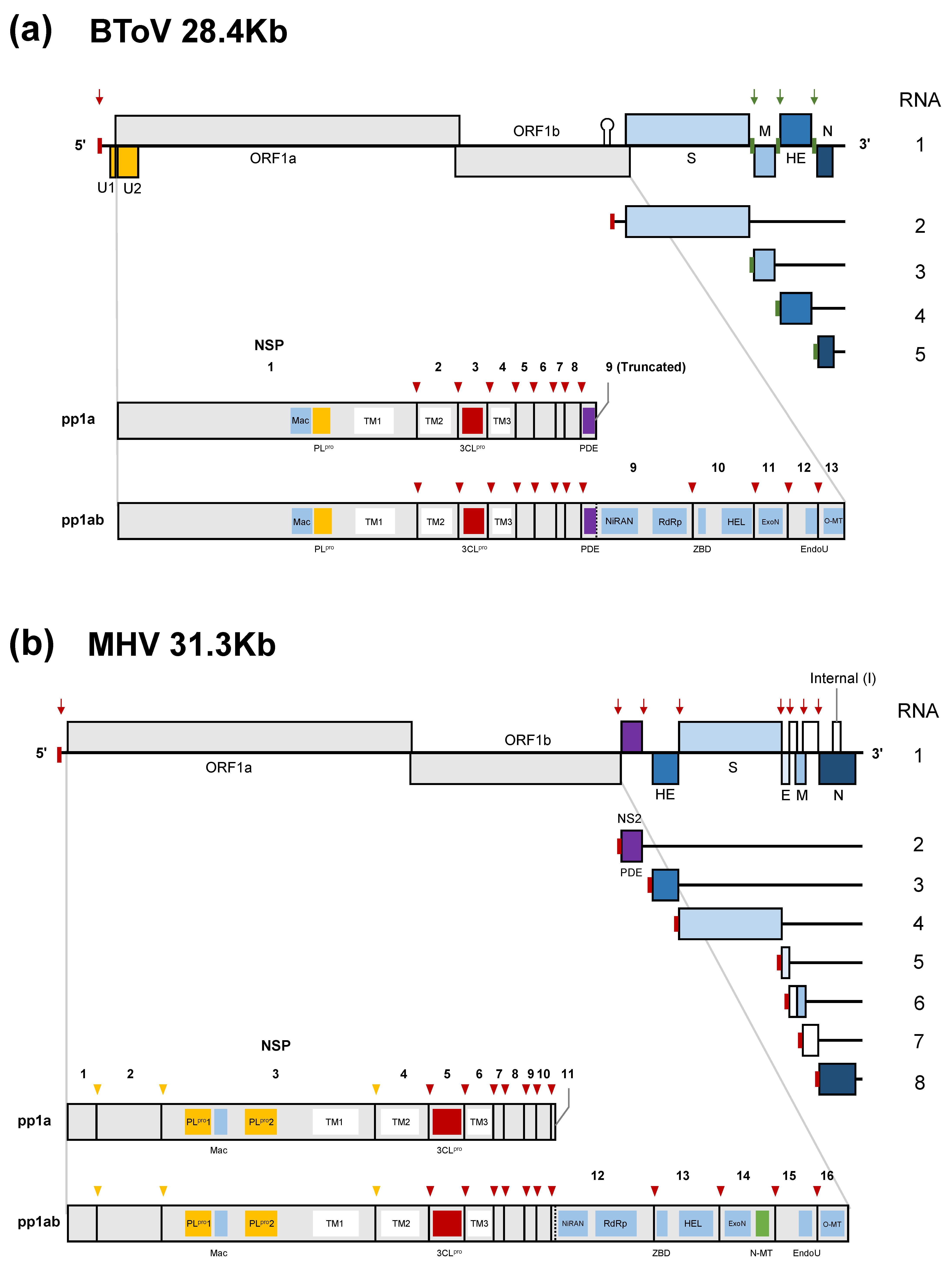 Viruses 13 00435 g002