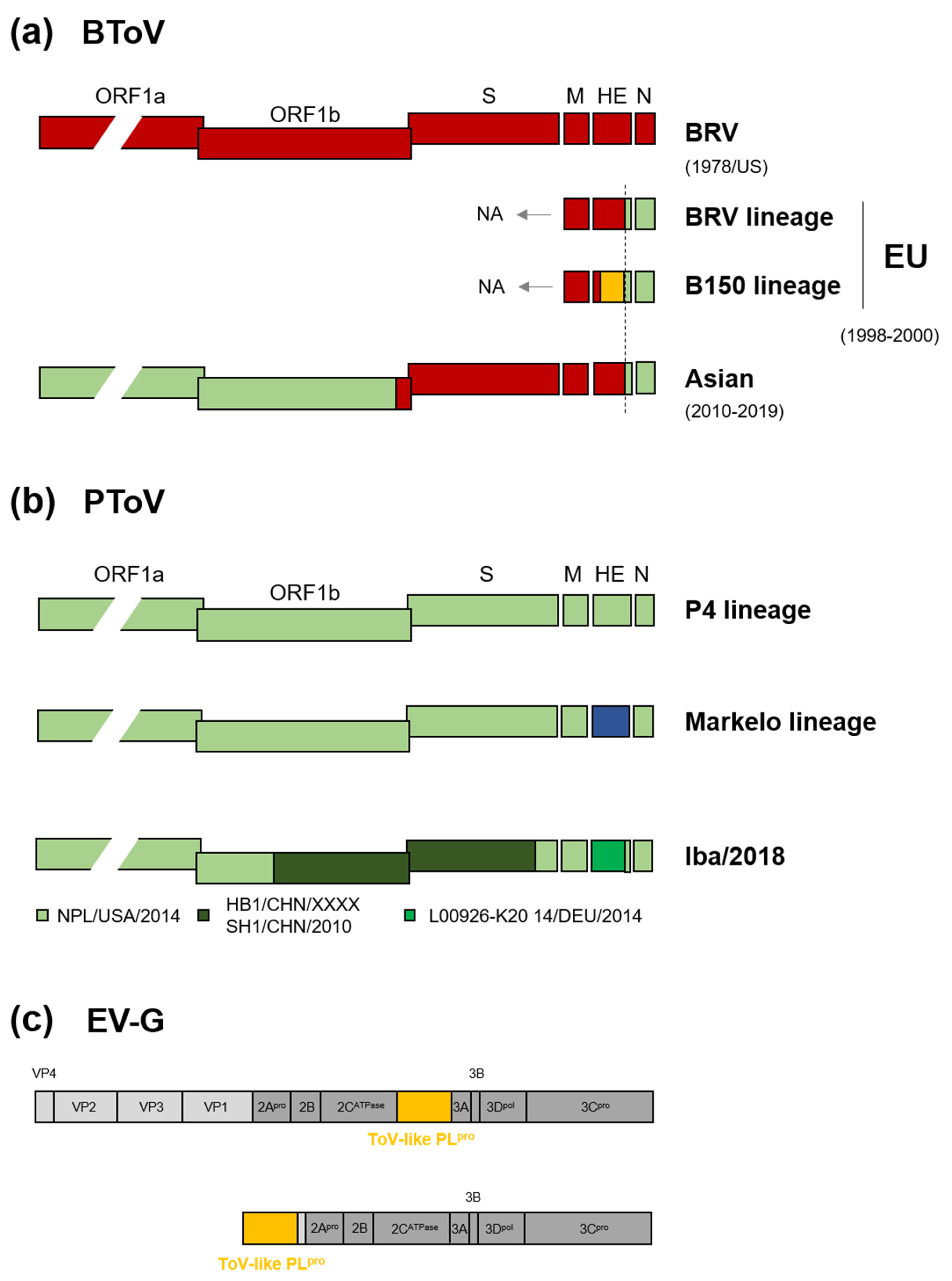 Viruses 13 00435 g003