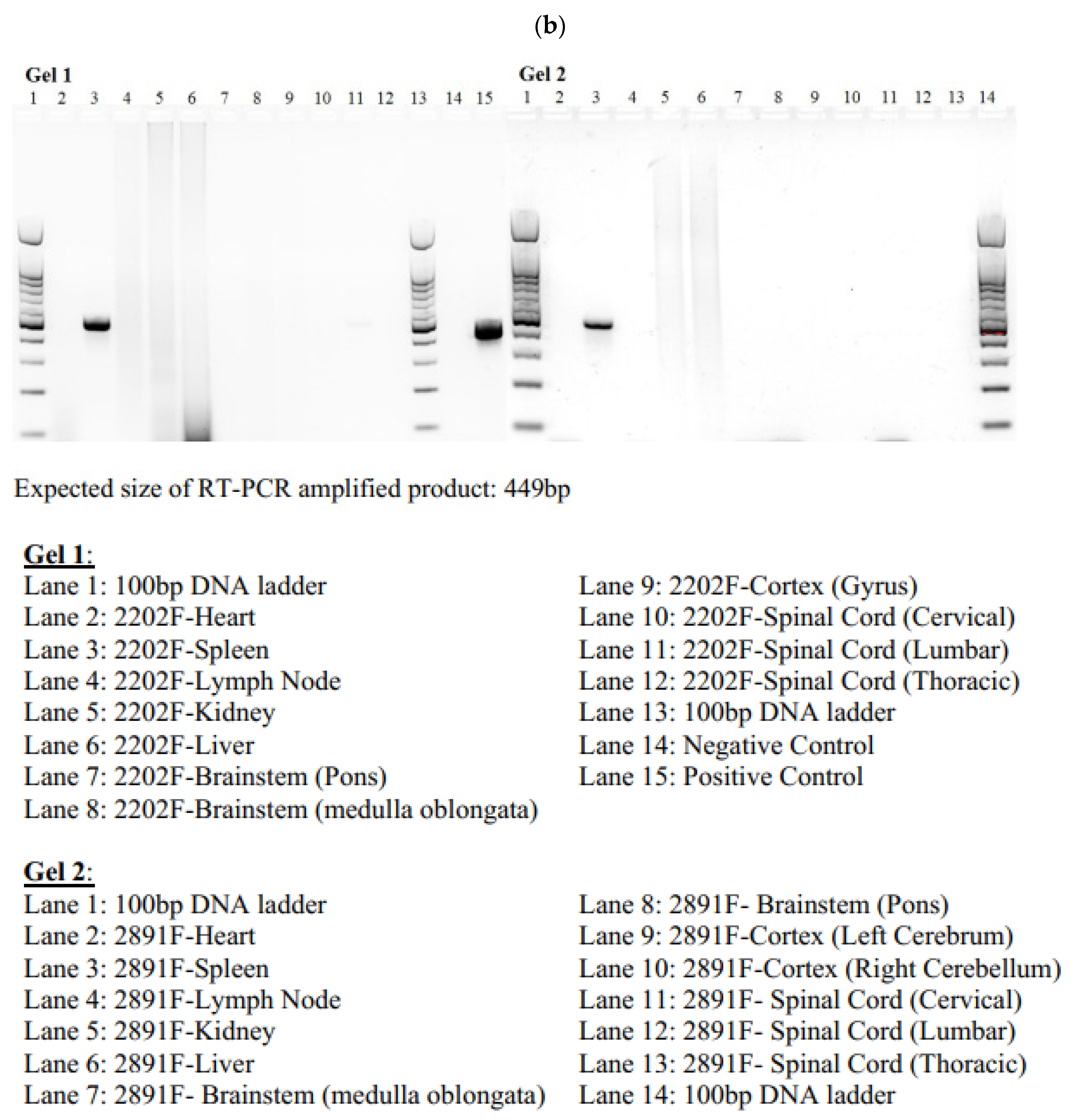 Viruses 13 00438 g003b Viruses 13 00438 g003b