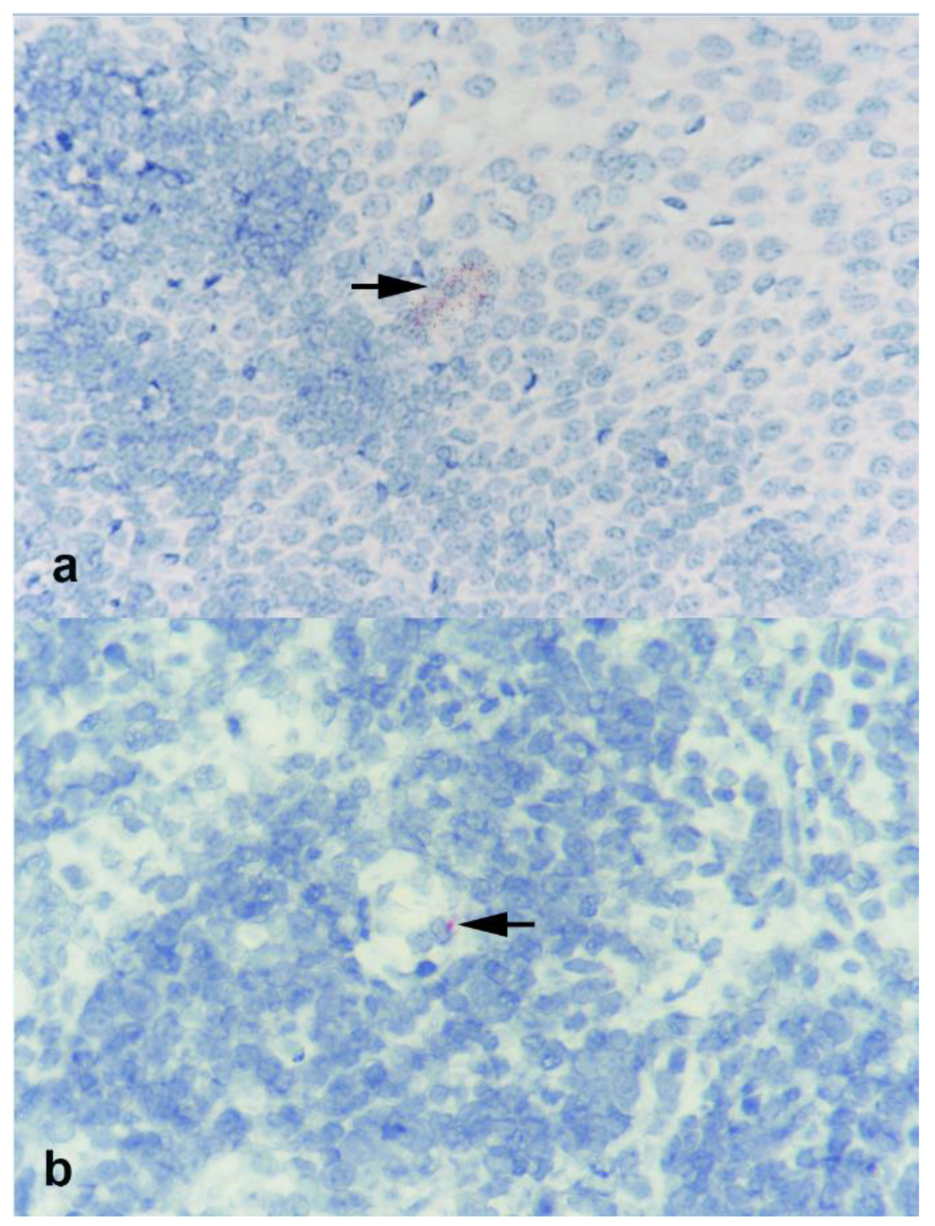 Viruses 13 00441 g003