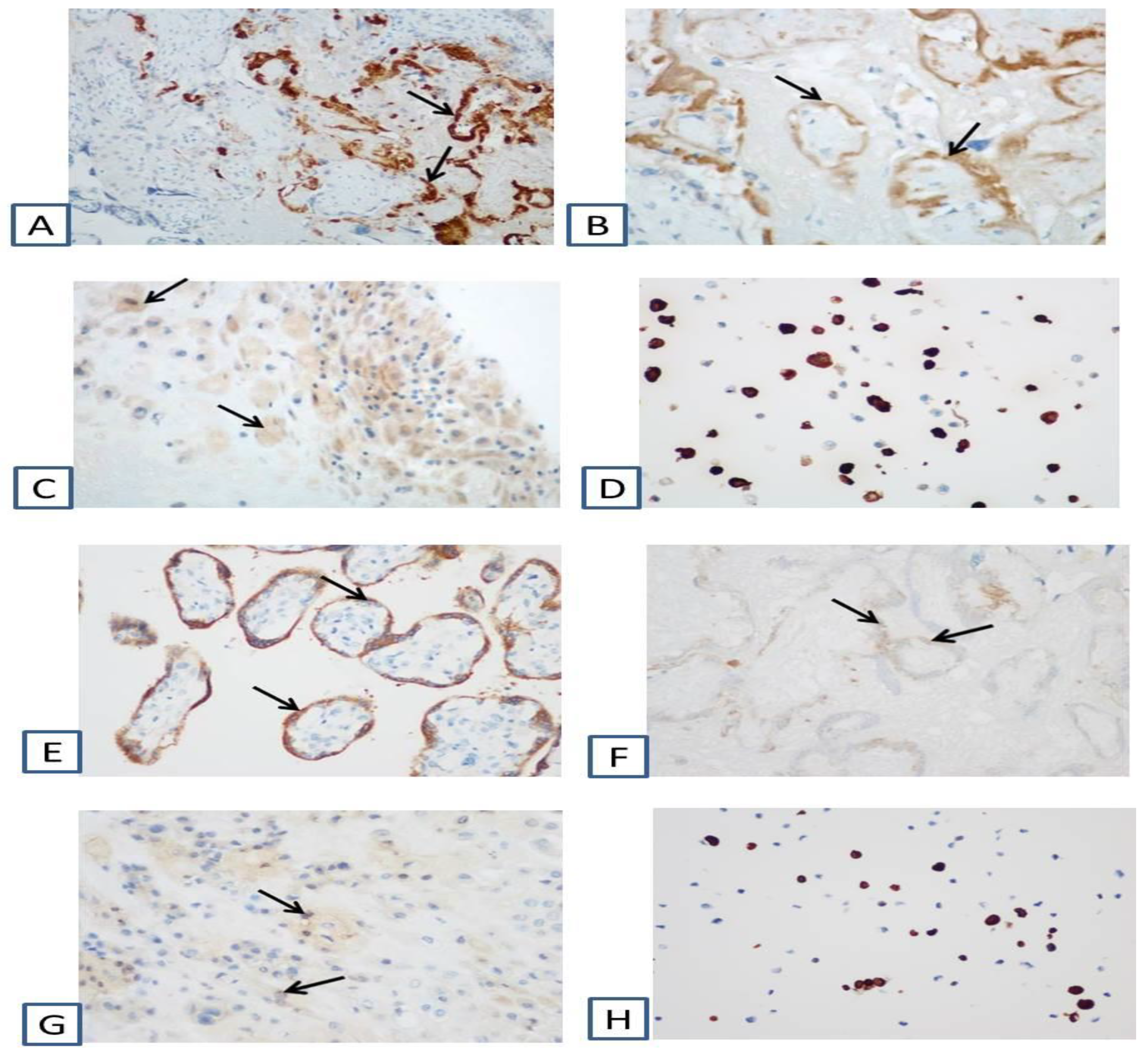 Viruses 13 00447 g003 Viruses 13 00447 g003