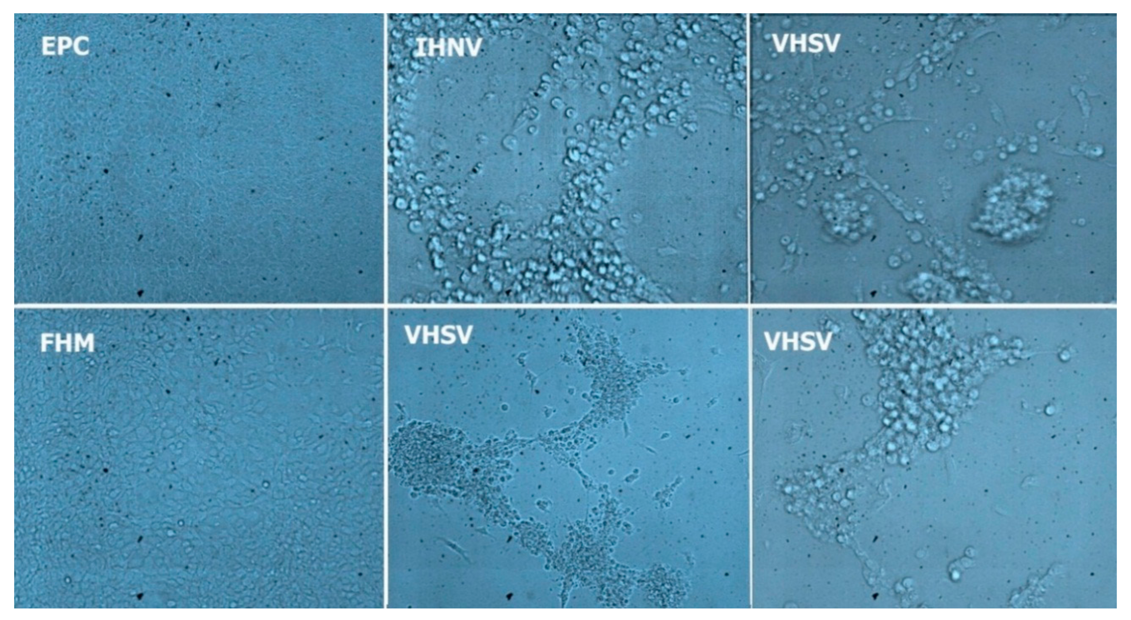 Viruses 13 00448 g001