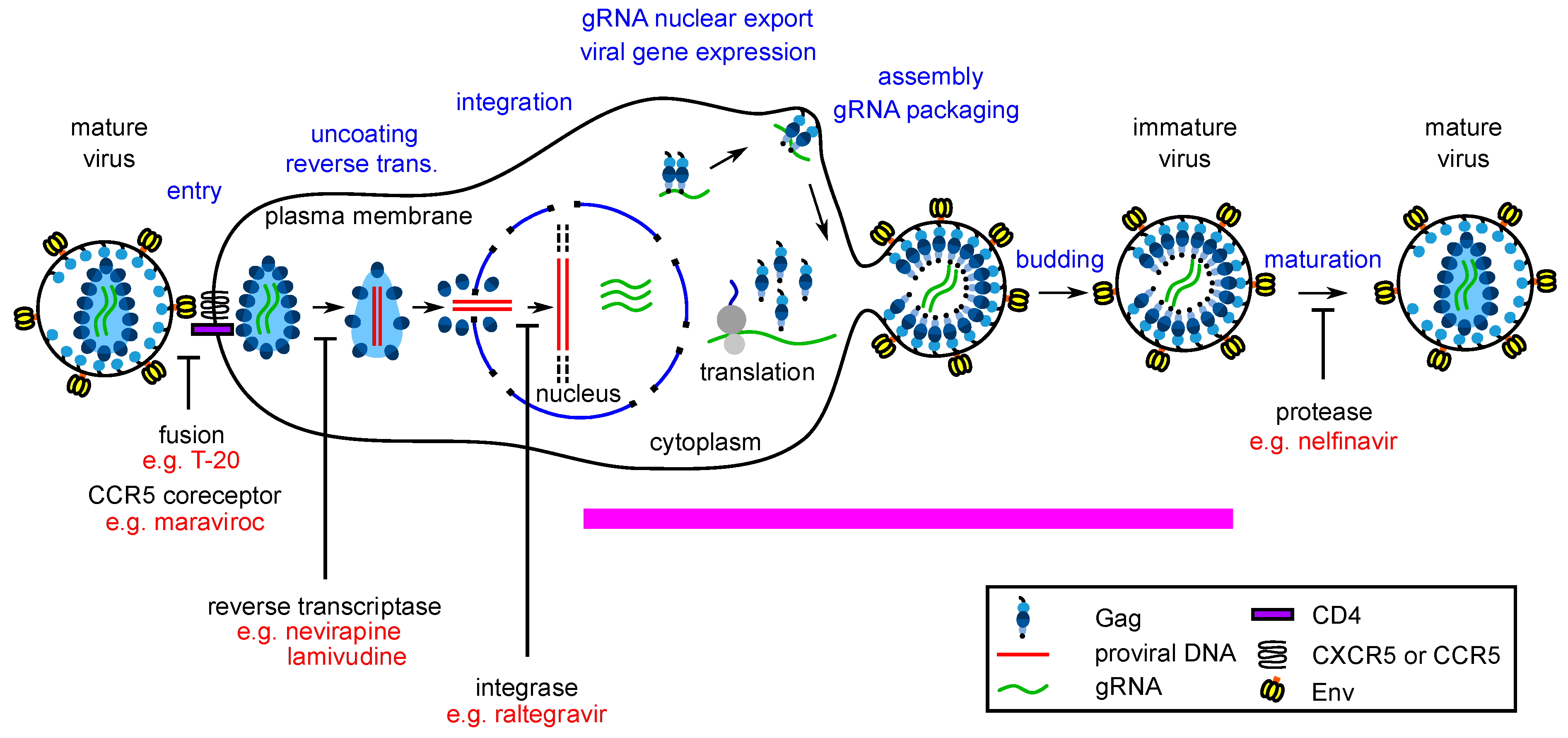 Viruses 13 00451 g001