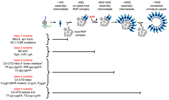 Viruses 13 00451 g002