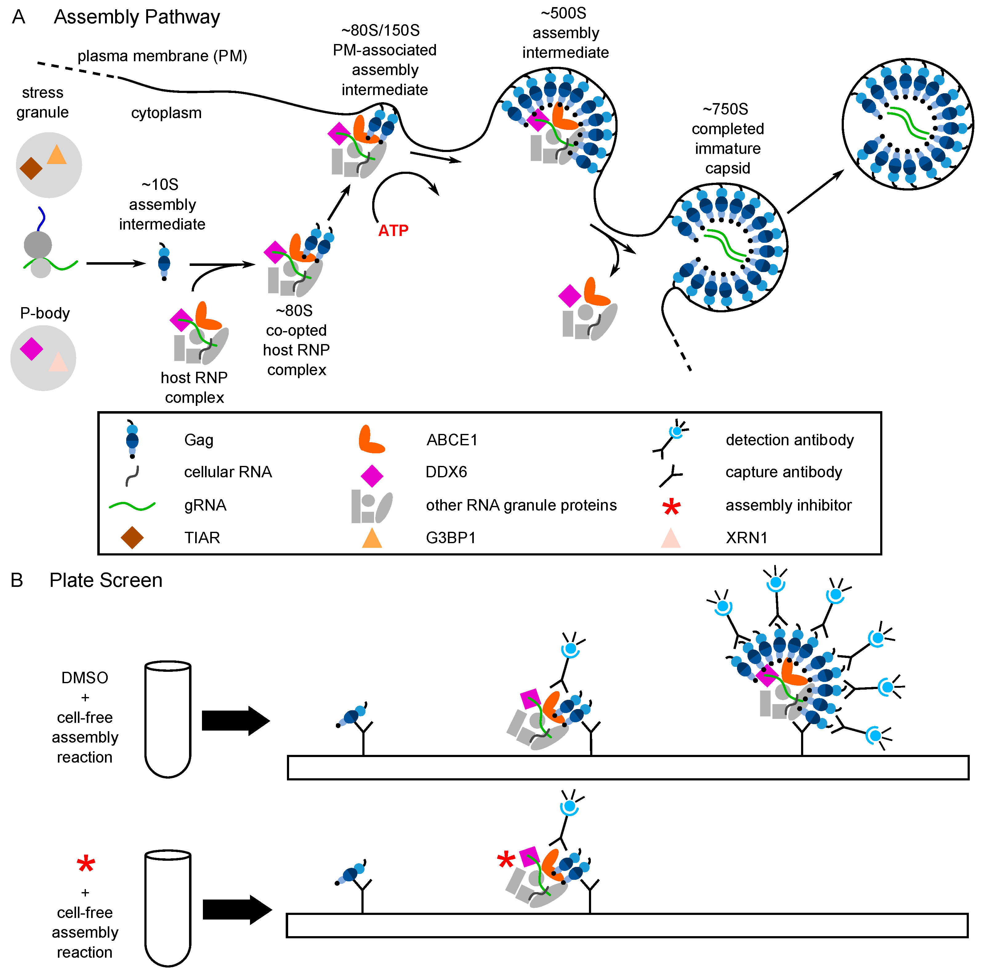 Viruses 13 00451 g003