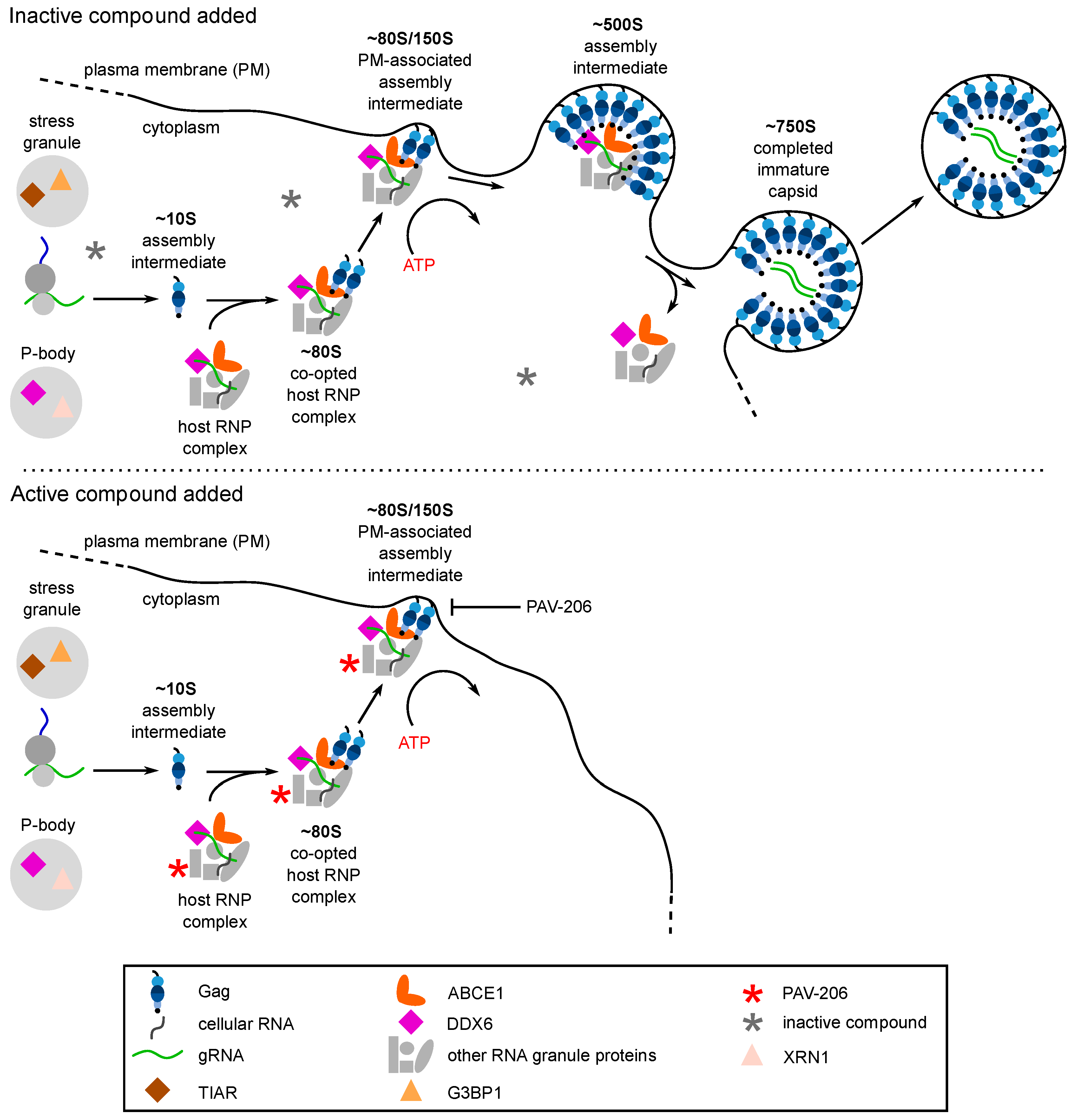 Viruses 13 00451 g006