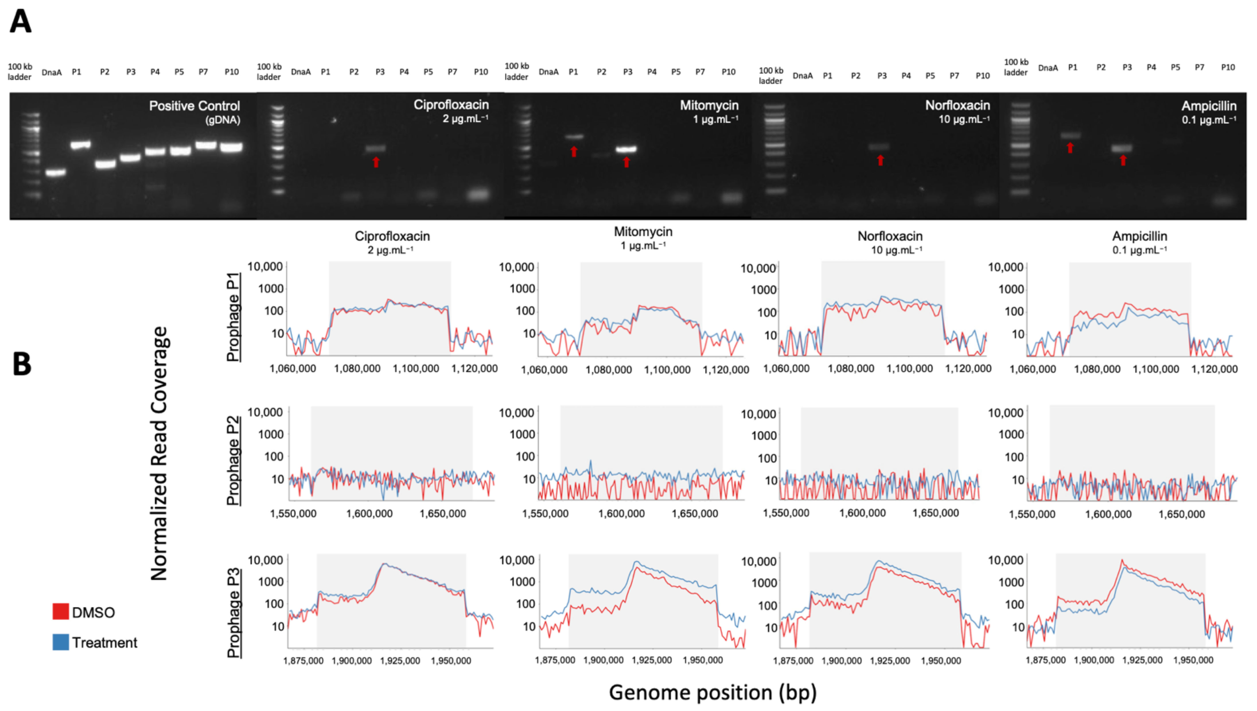 Viruses 13 00455 g004