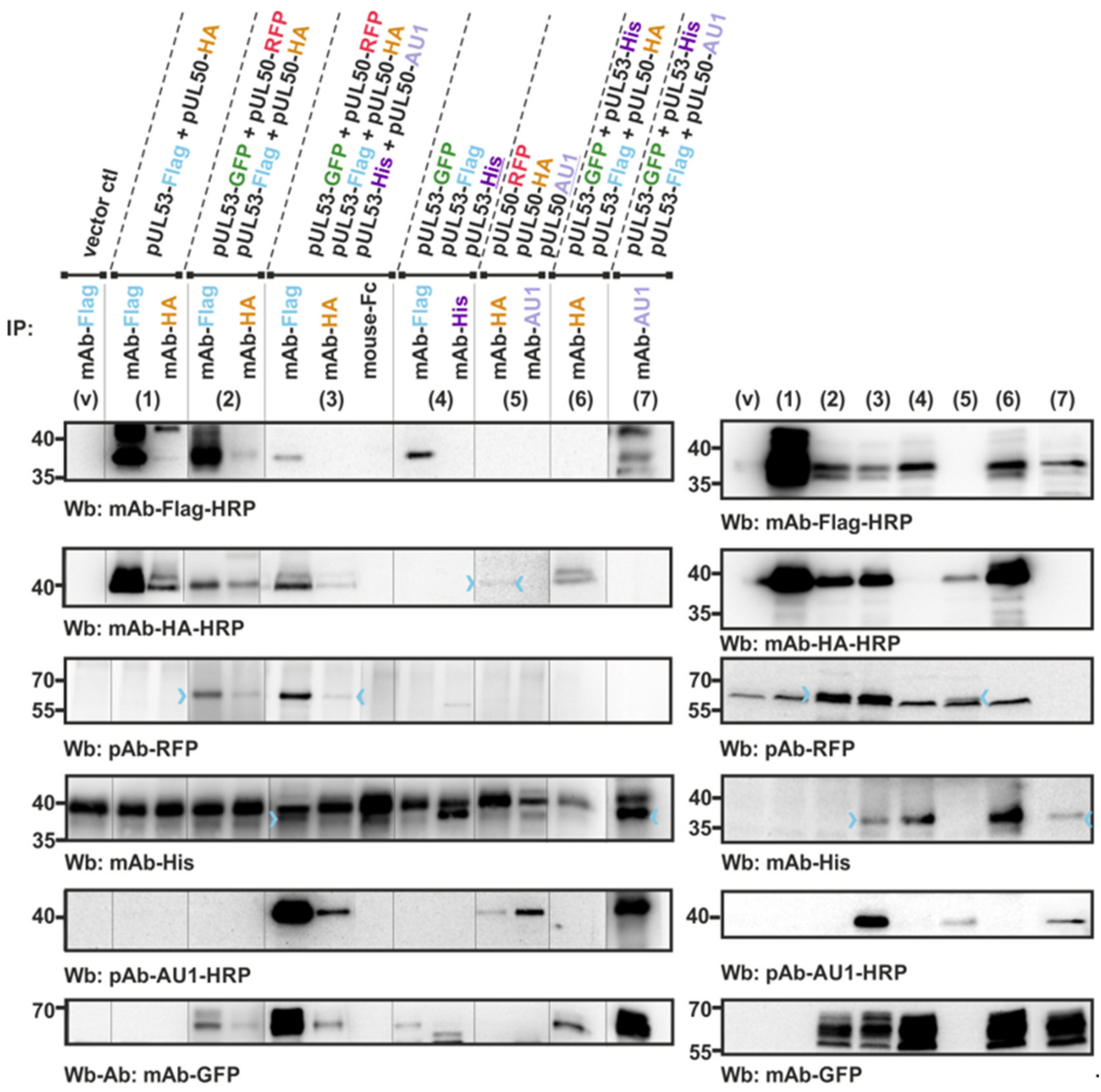 Viruses 13 00462 g003