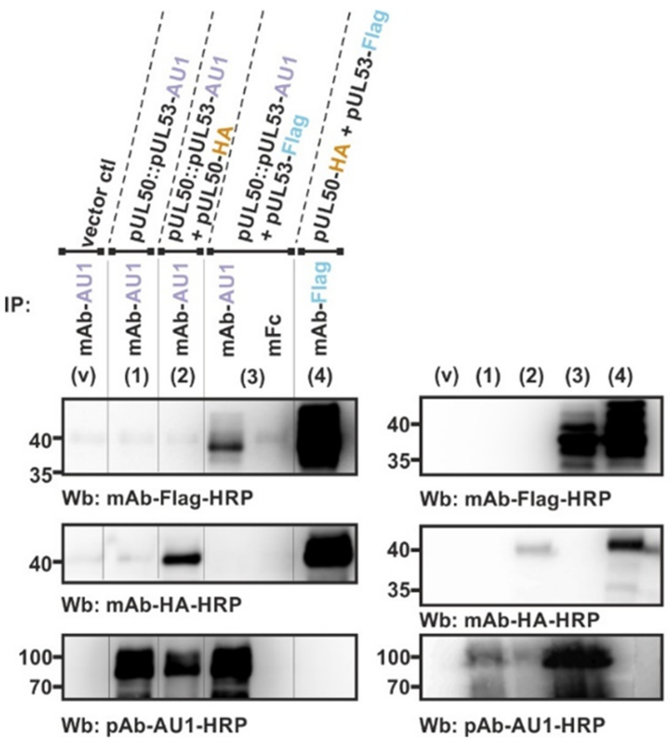 Viruses 13 00462 g004