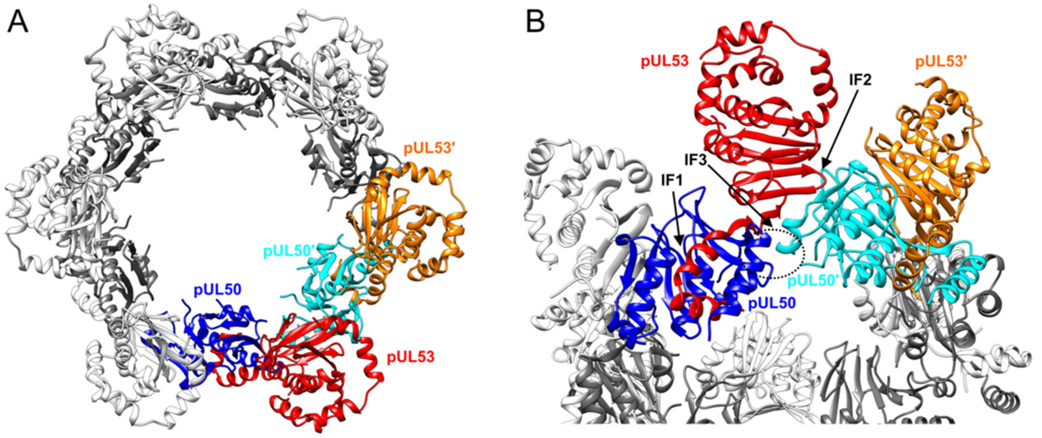Viruses 13 00462 g005